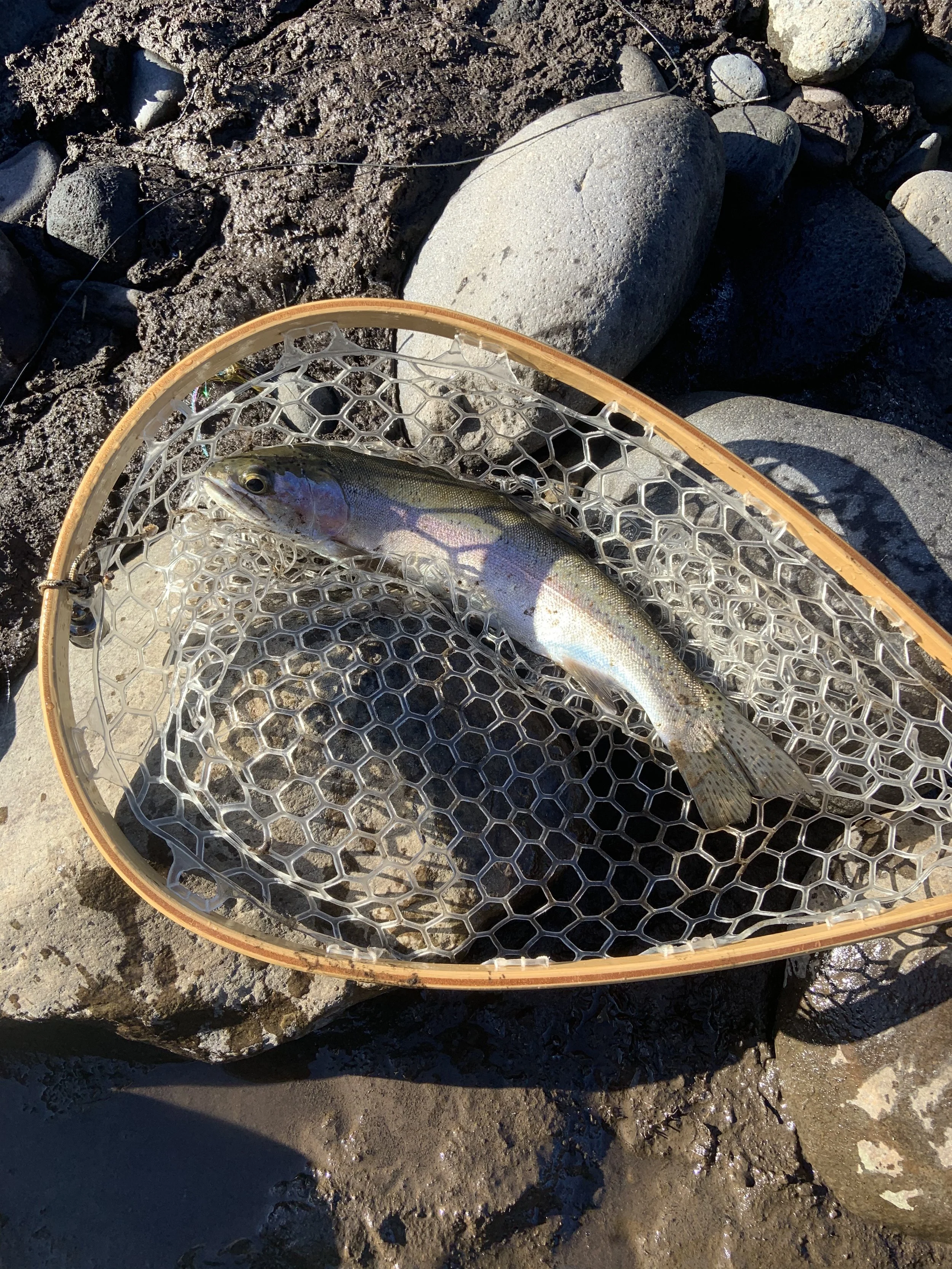 Rainbow trout in fishing net on rocks