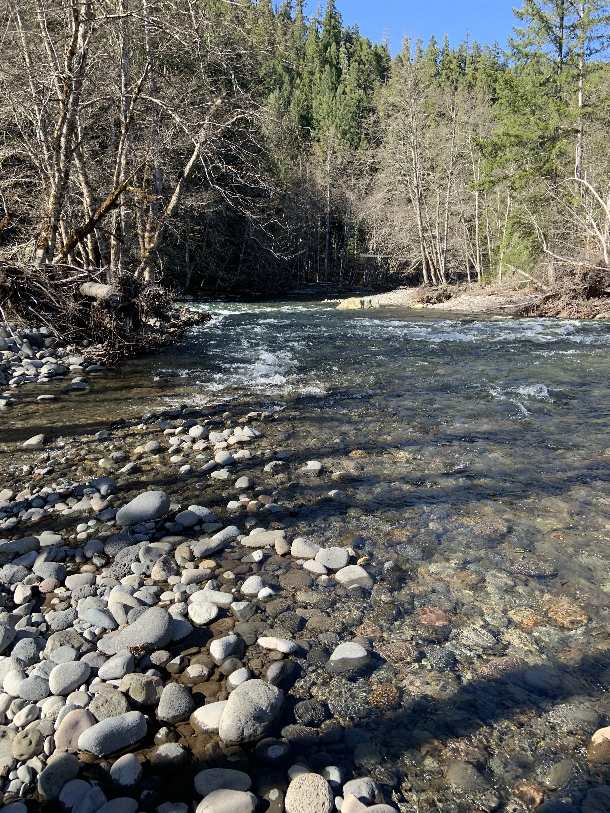 Clear river with rocky shore and forest backdrop.