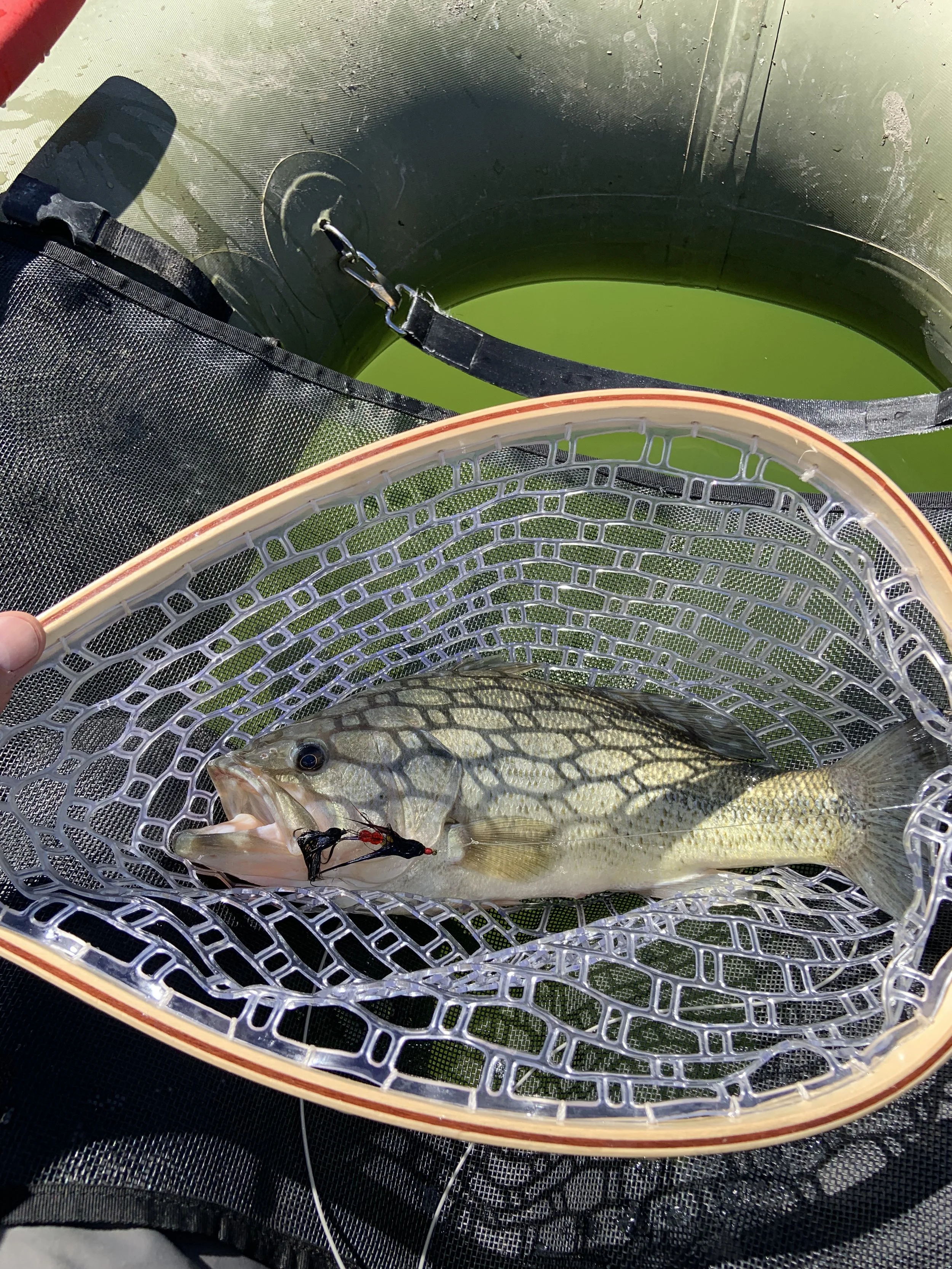 Caught fish in a net on a boat with green water background.