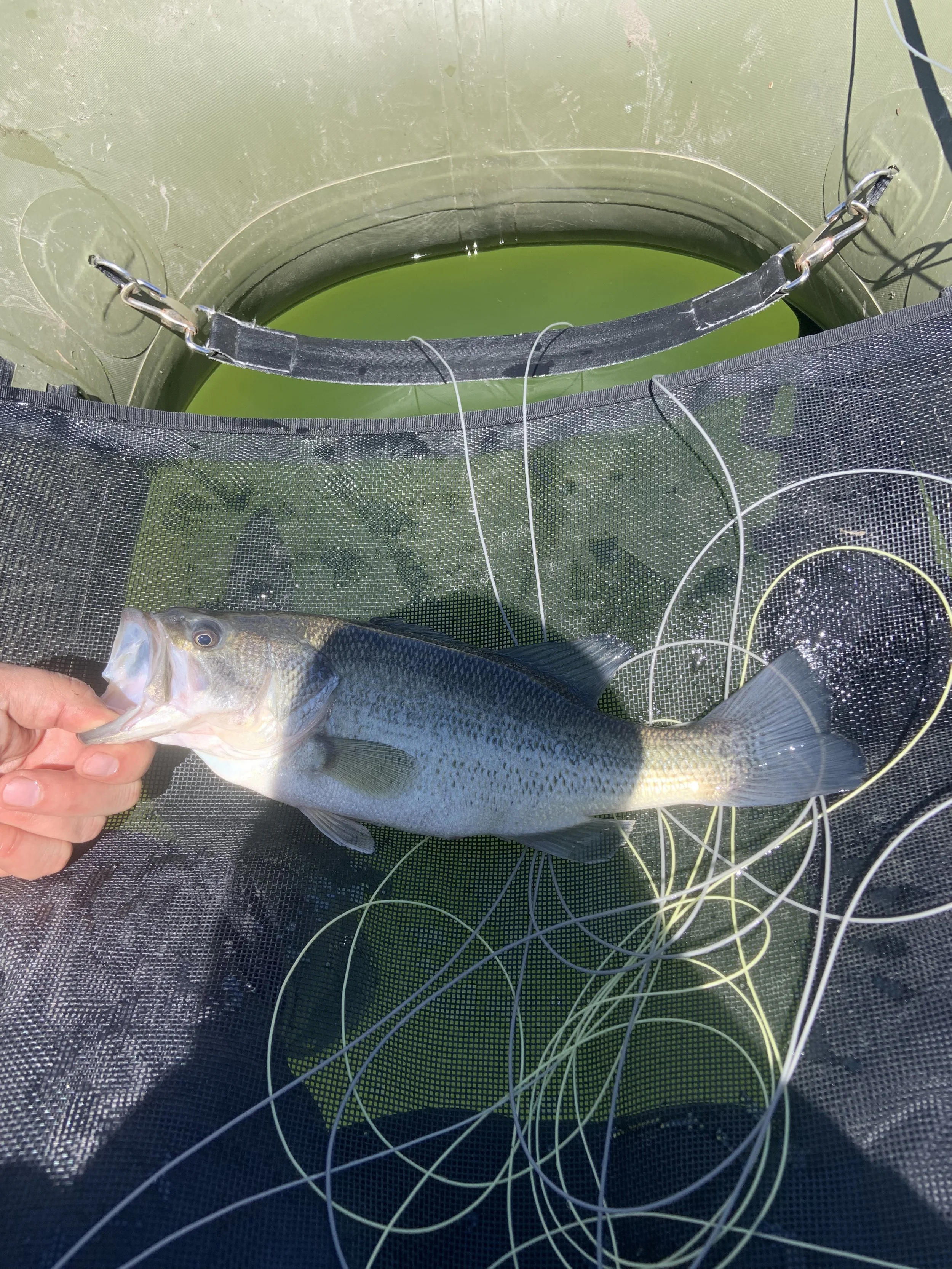 Person holding a fish on a fishing net with green water and a fishing line in the background.