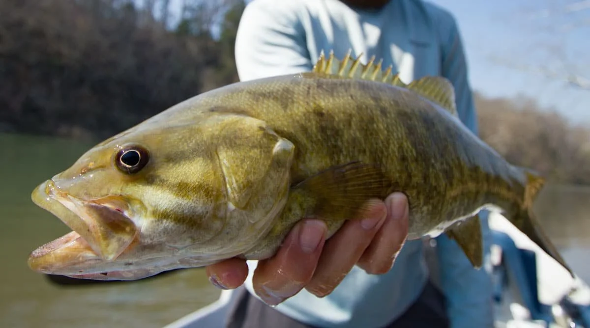 umpqua river smallmouth bass fishing