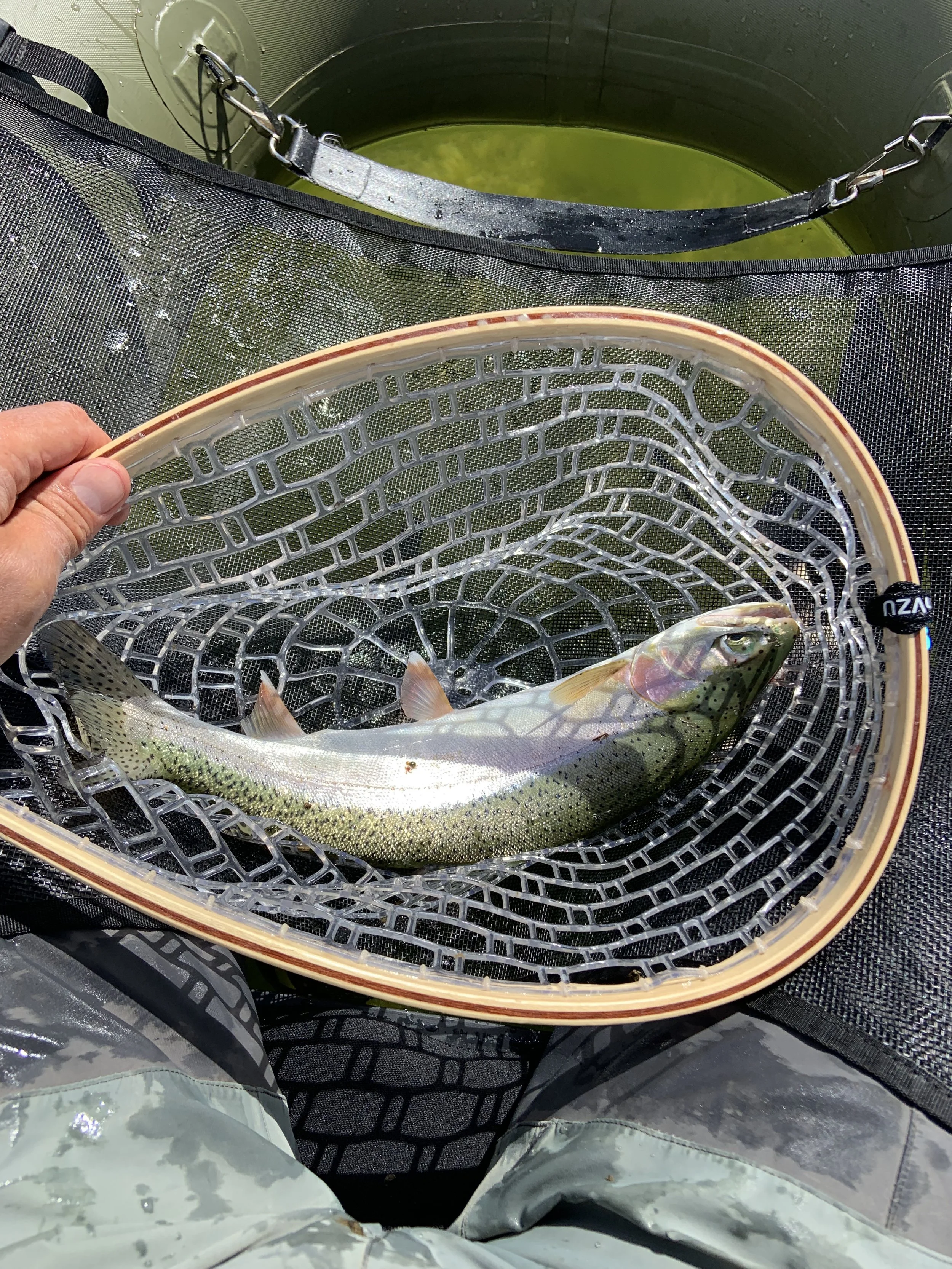 Person holding fishing net with a trout over water.