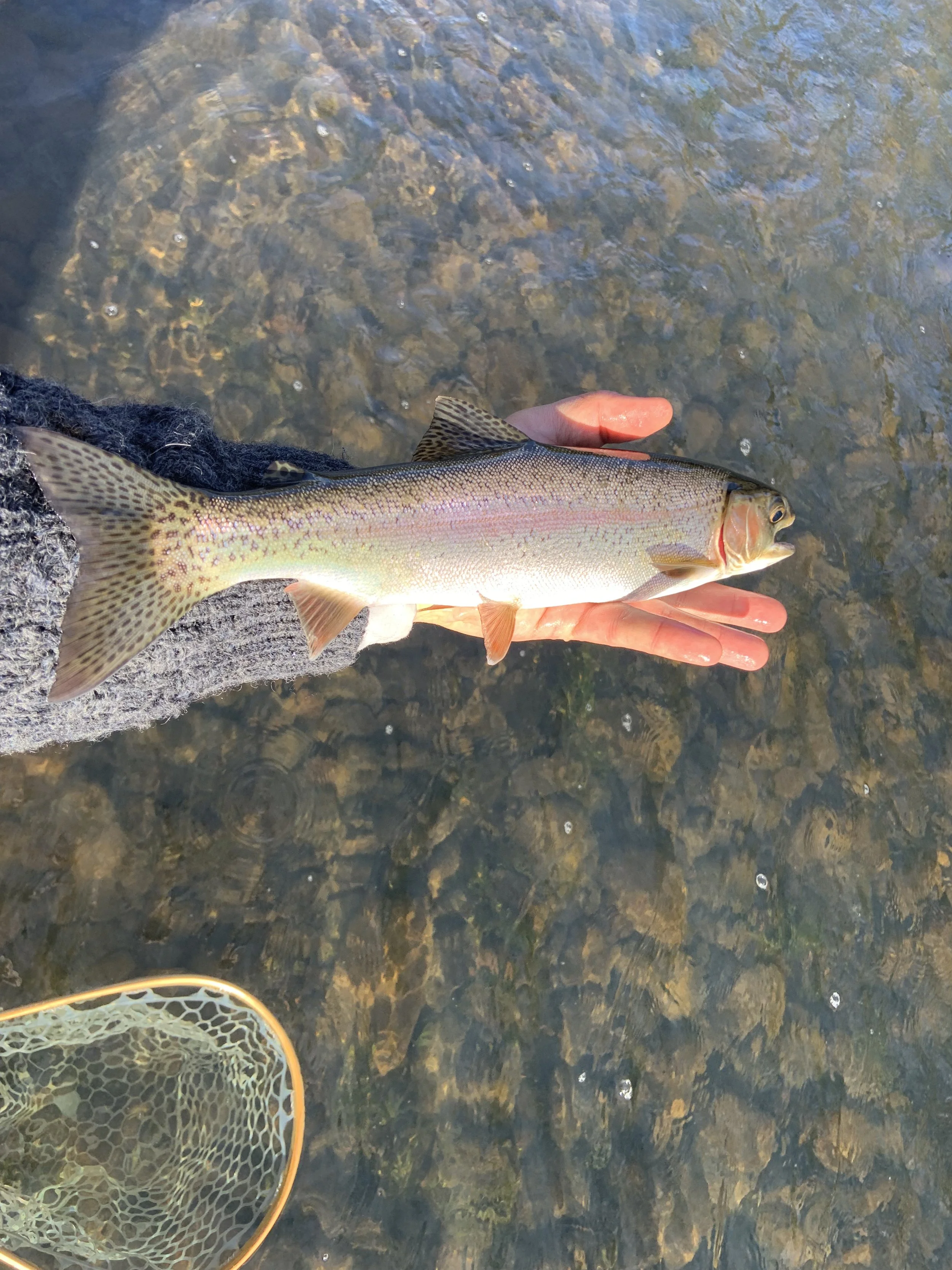 A person holding a rainbow trout over a river, with a fishing net partially visible in the water.
