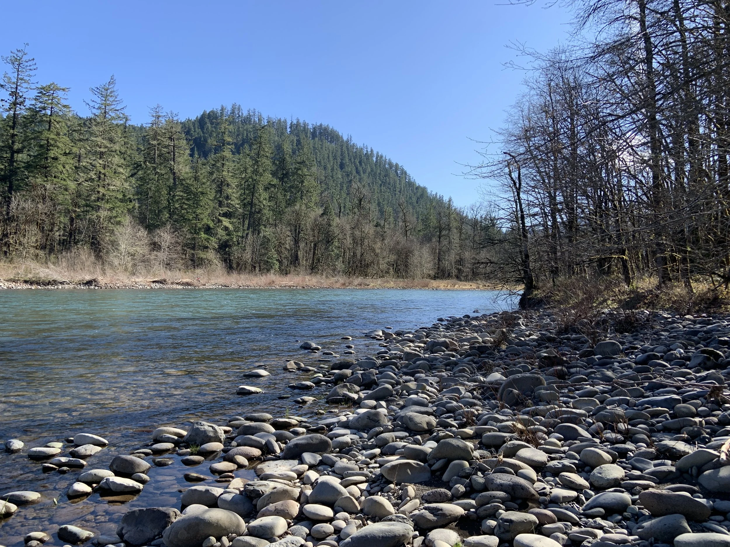 Rocky riverbank with flowing water and forest