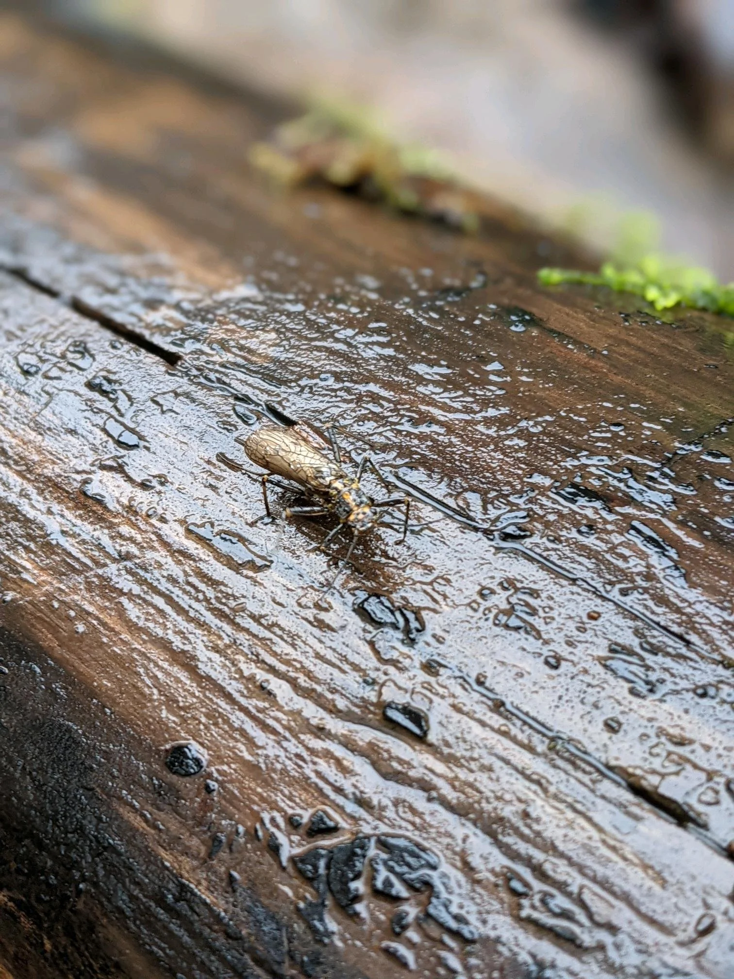 Insect on wet wooden surface with moss