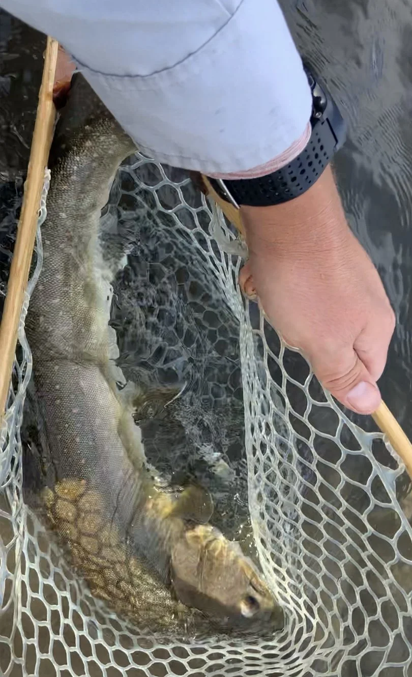 person holding fishing net with large fish in water