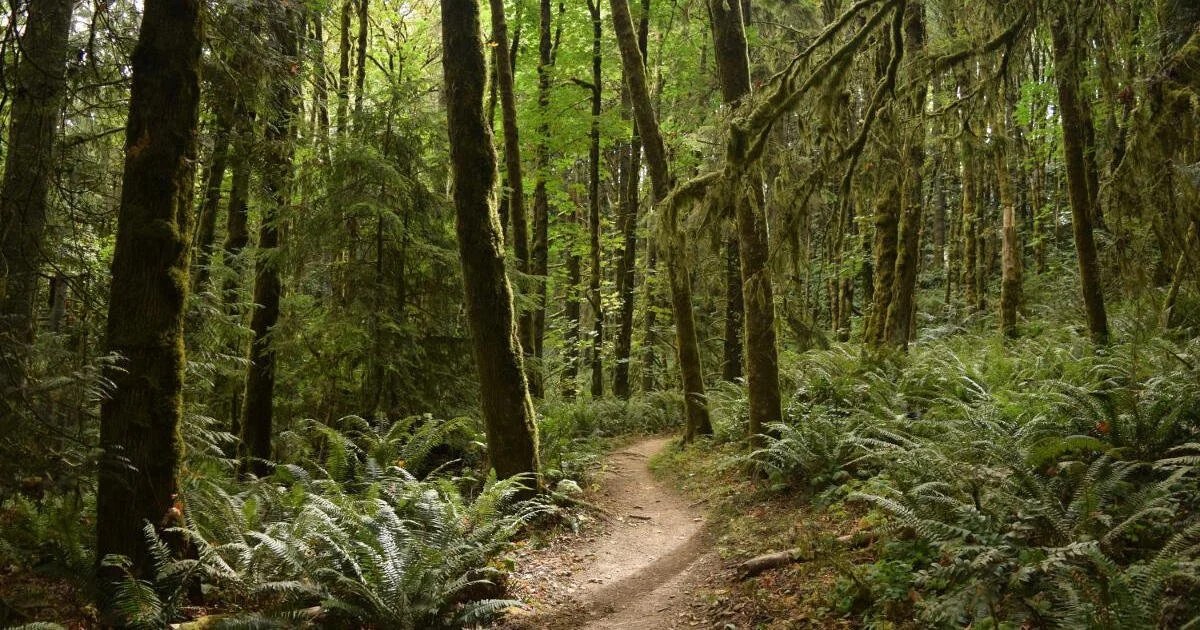 Boise Forest Therapy Walk