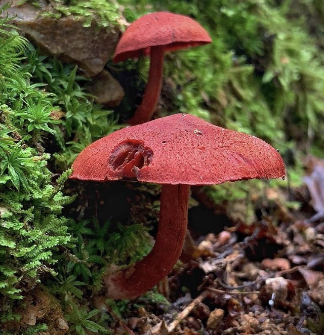 Idaho Mushroom Foray!