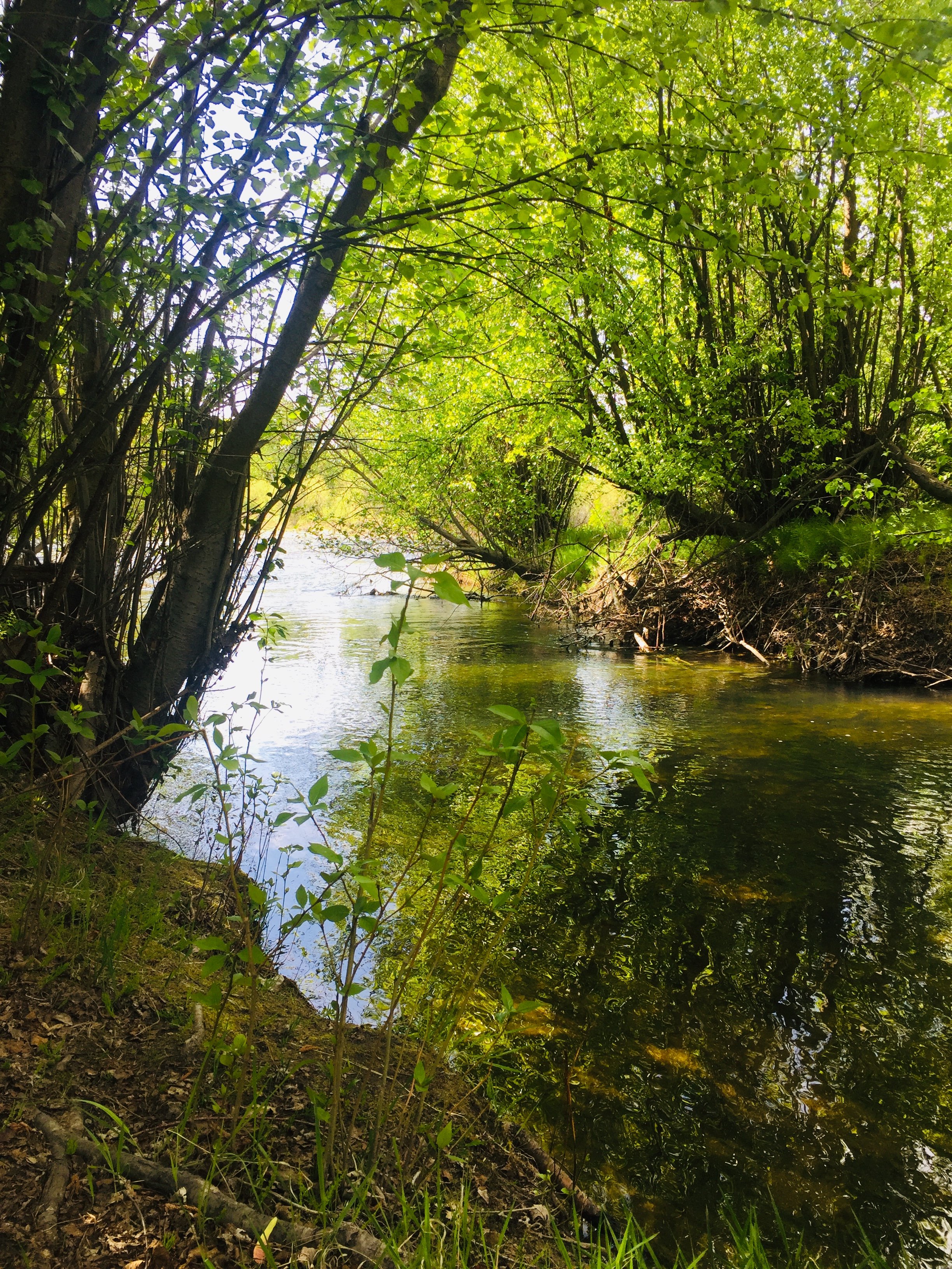 Boise Forest Therapy Walk