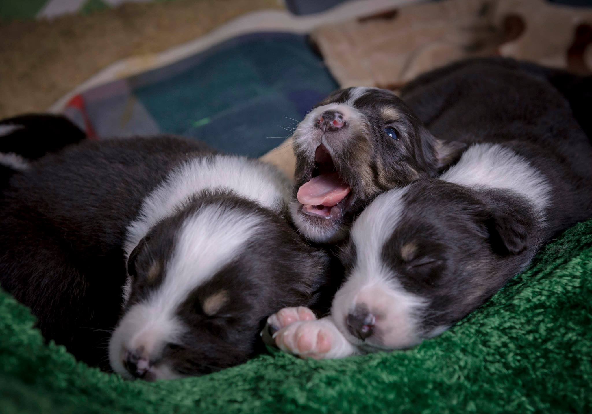 puppy-10.jpeg