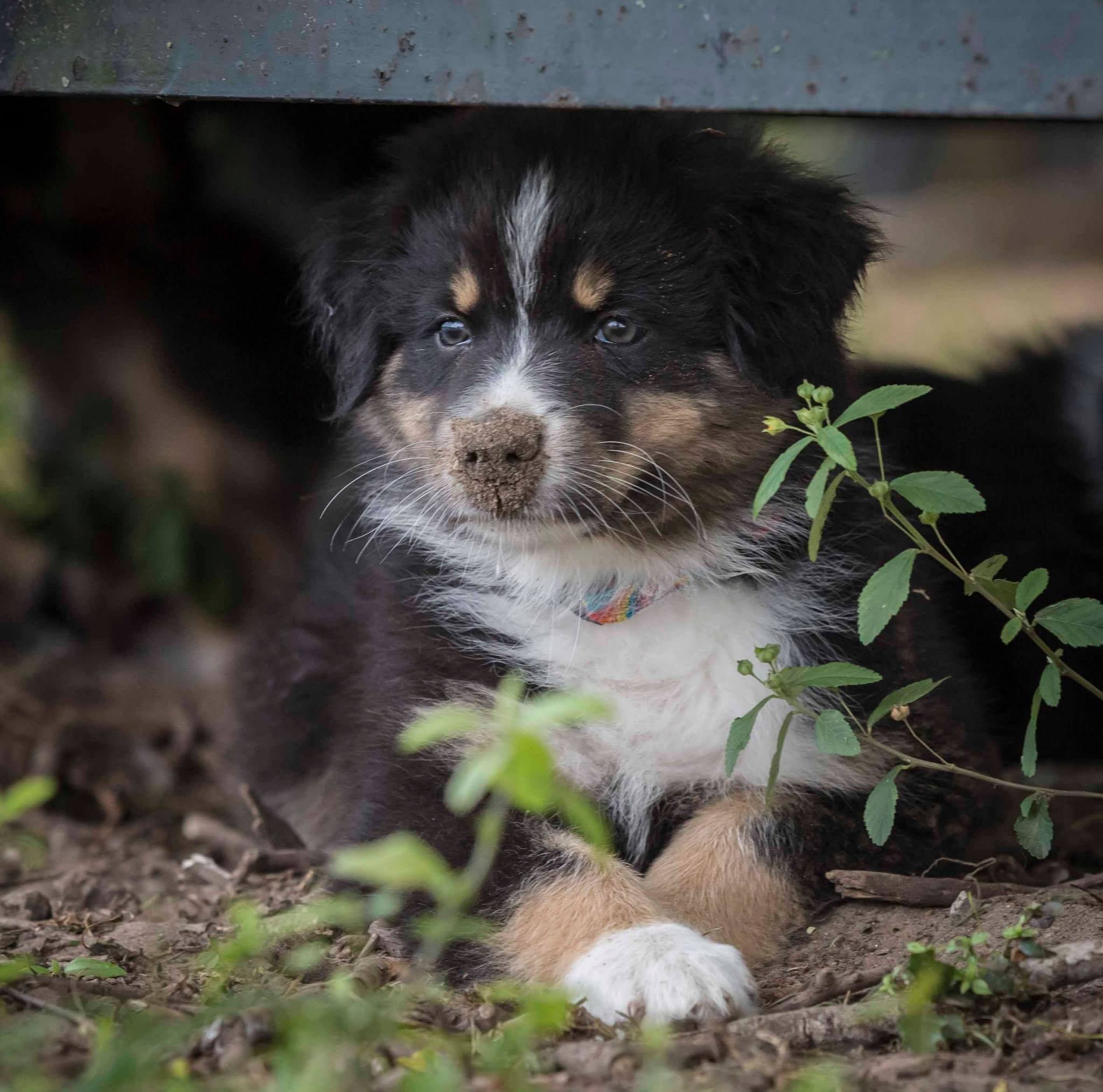 puppy-7.jpeg