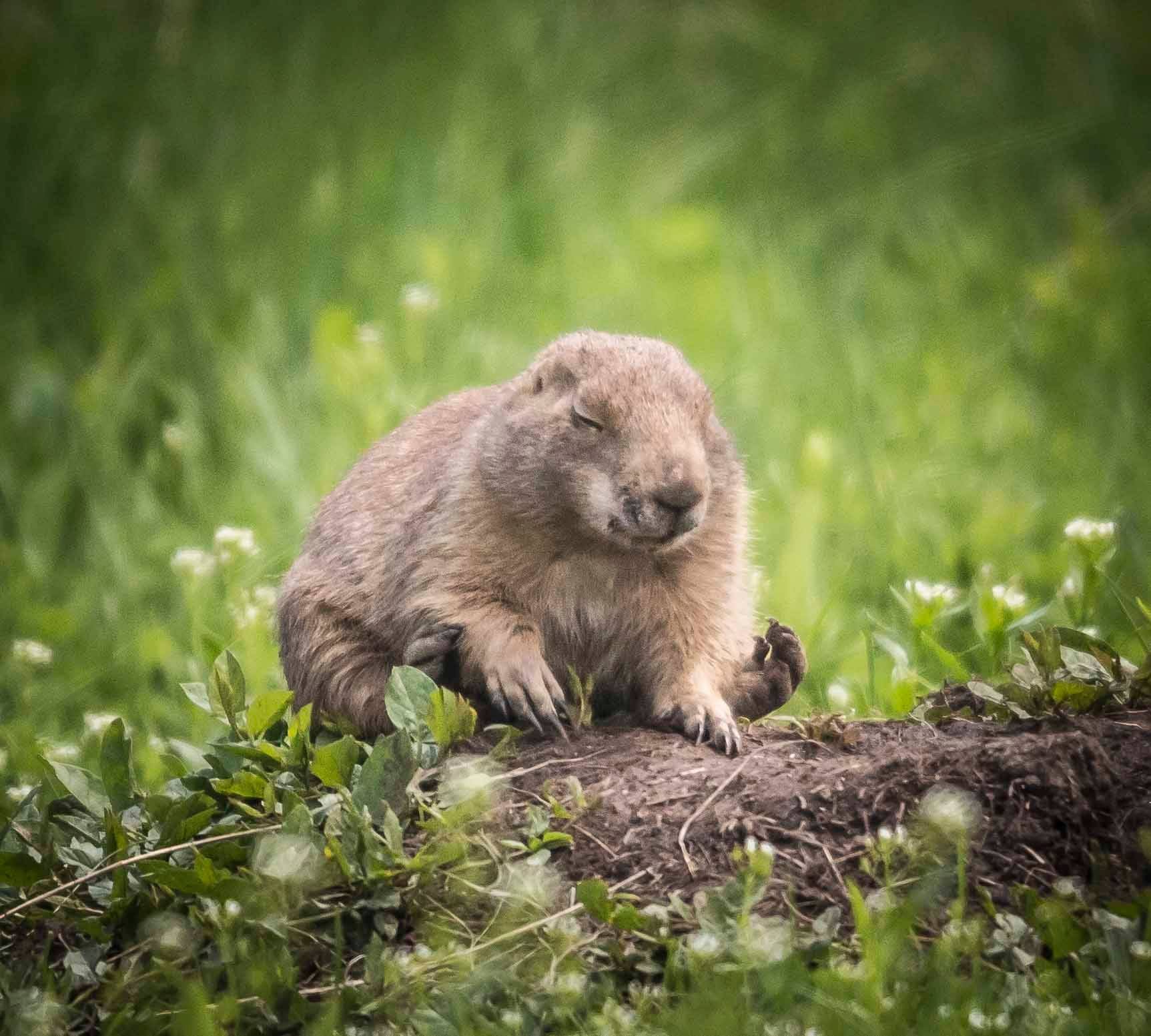 groundhog-2.jpeg