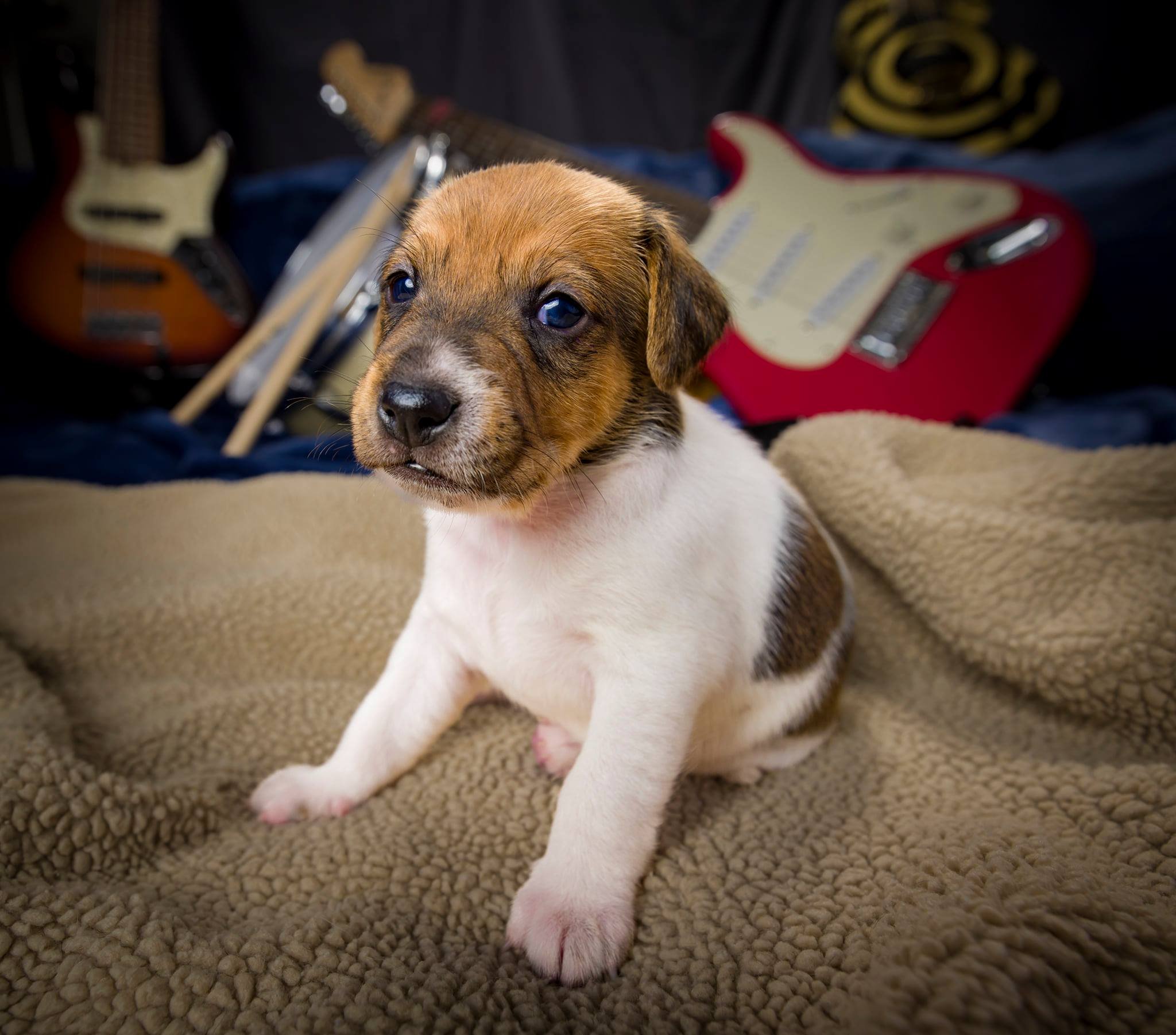 puppy-2.jpeg