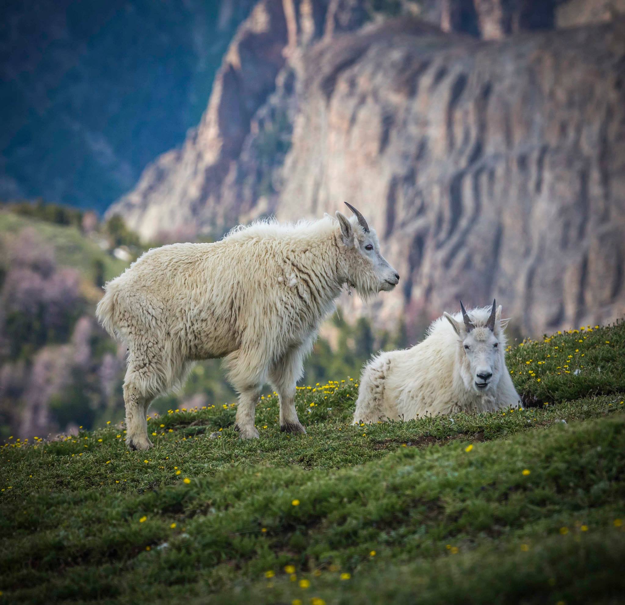 goat-2.jpeg
