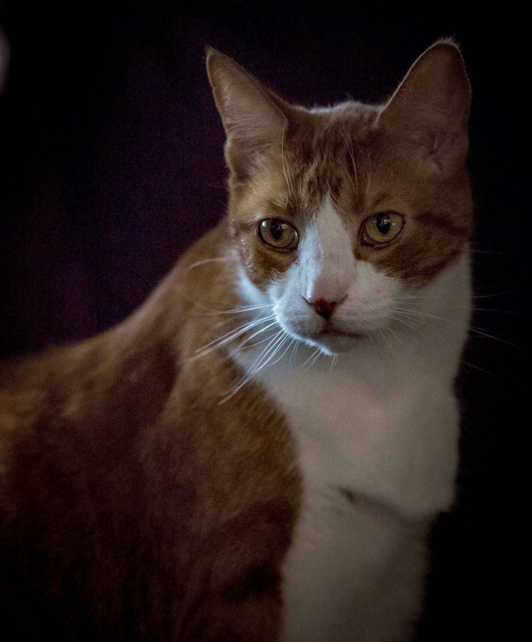 cat-9.jpeg
