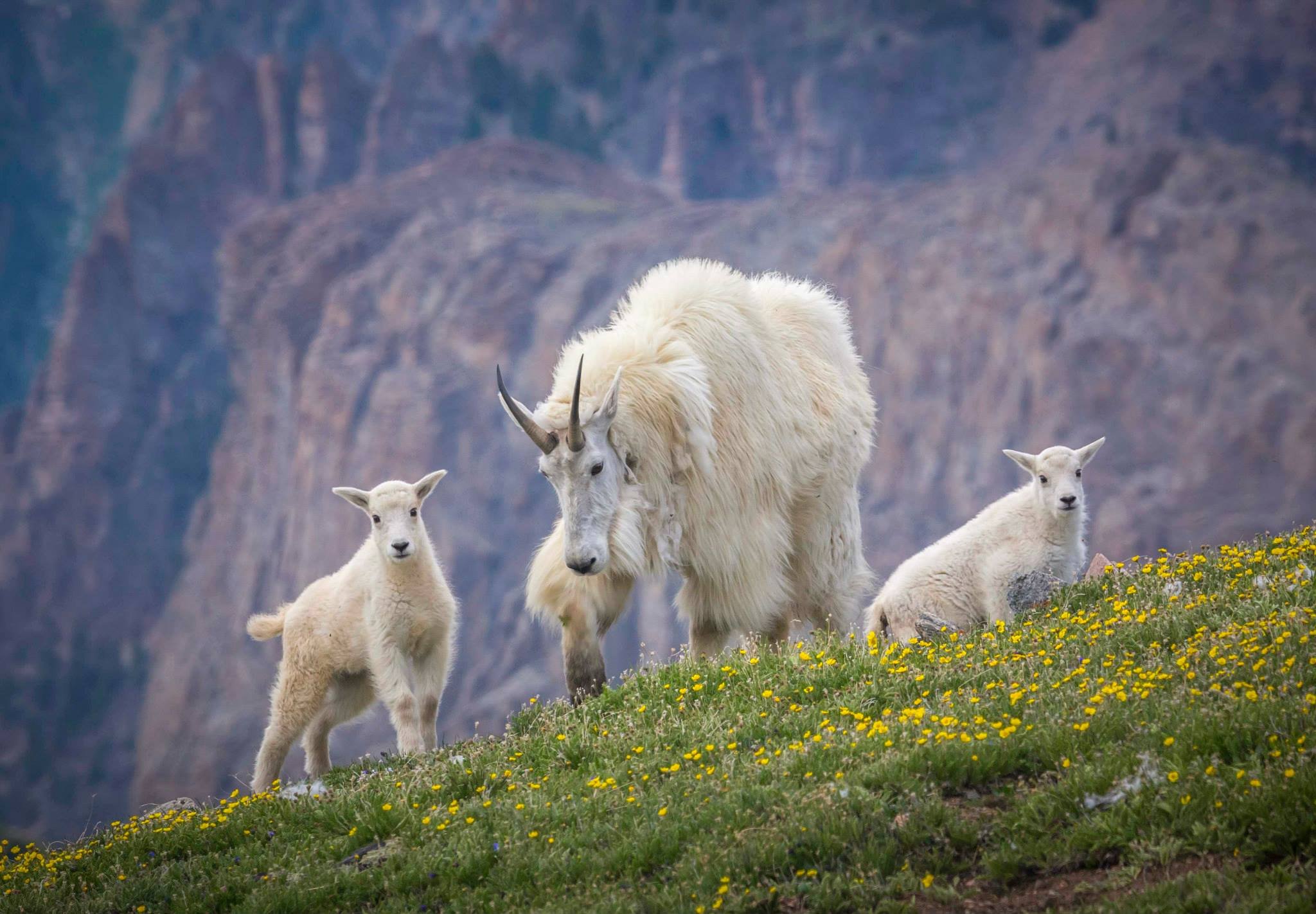 goat-5.jpeg