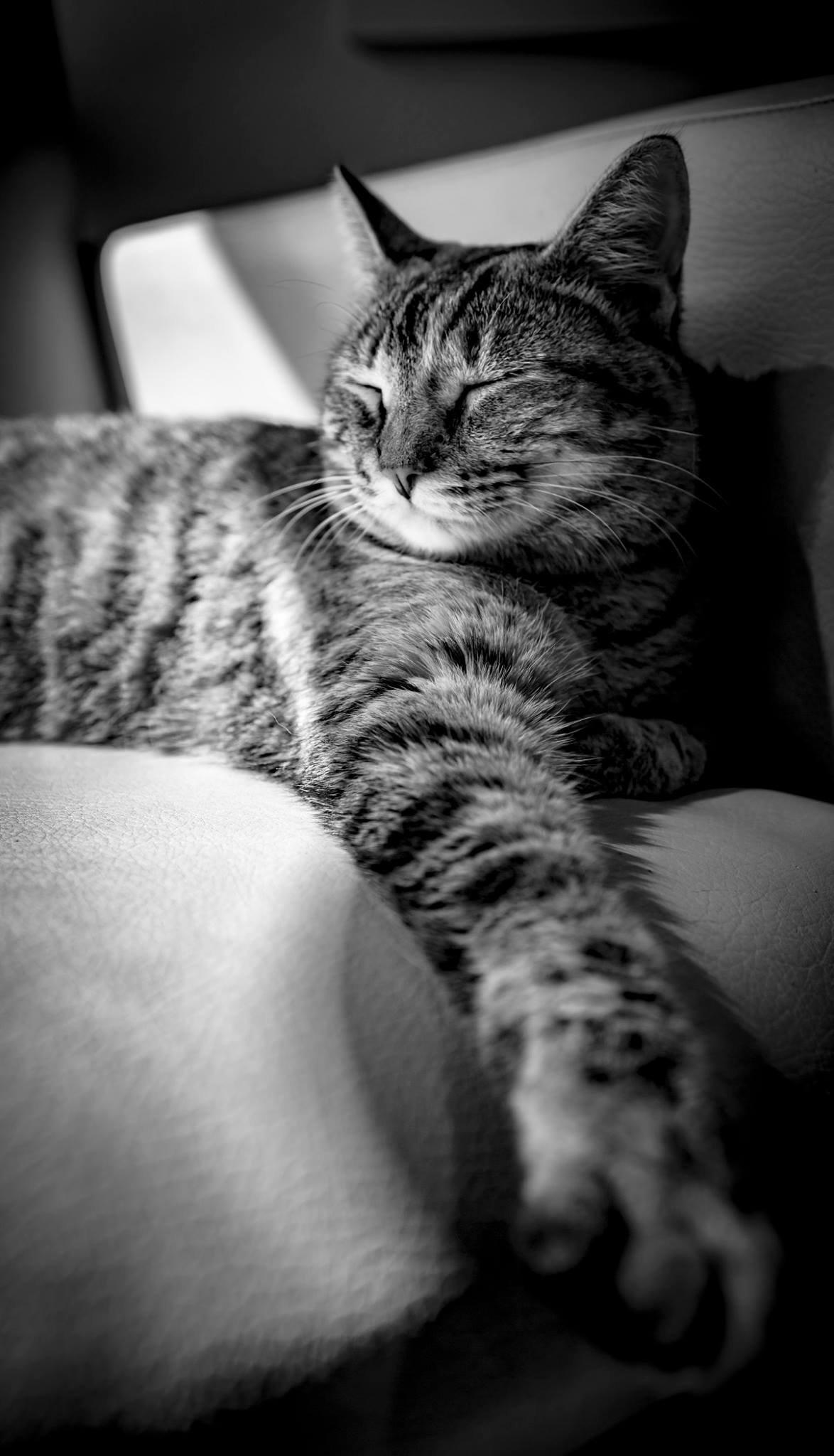 kitty-2.jpeg