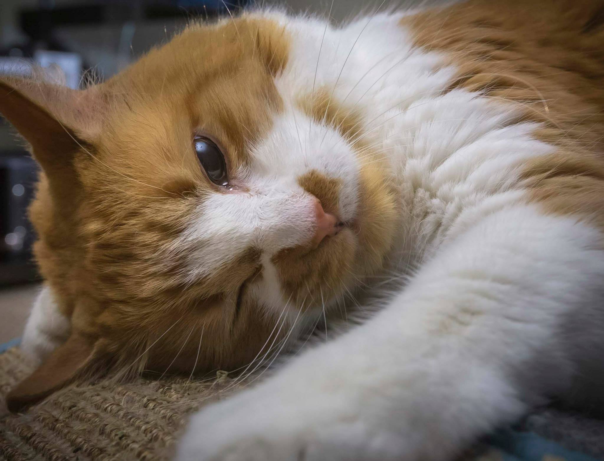 cat-12.jpeg