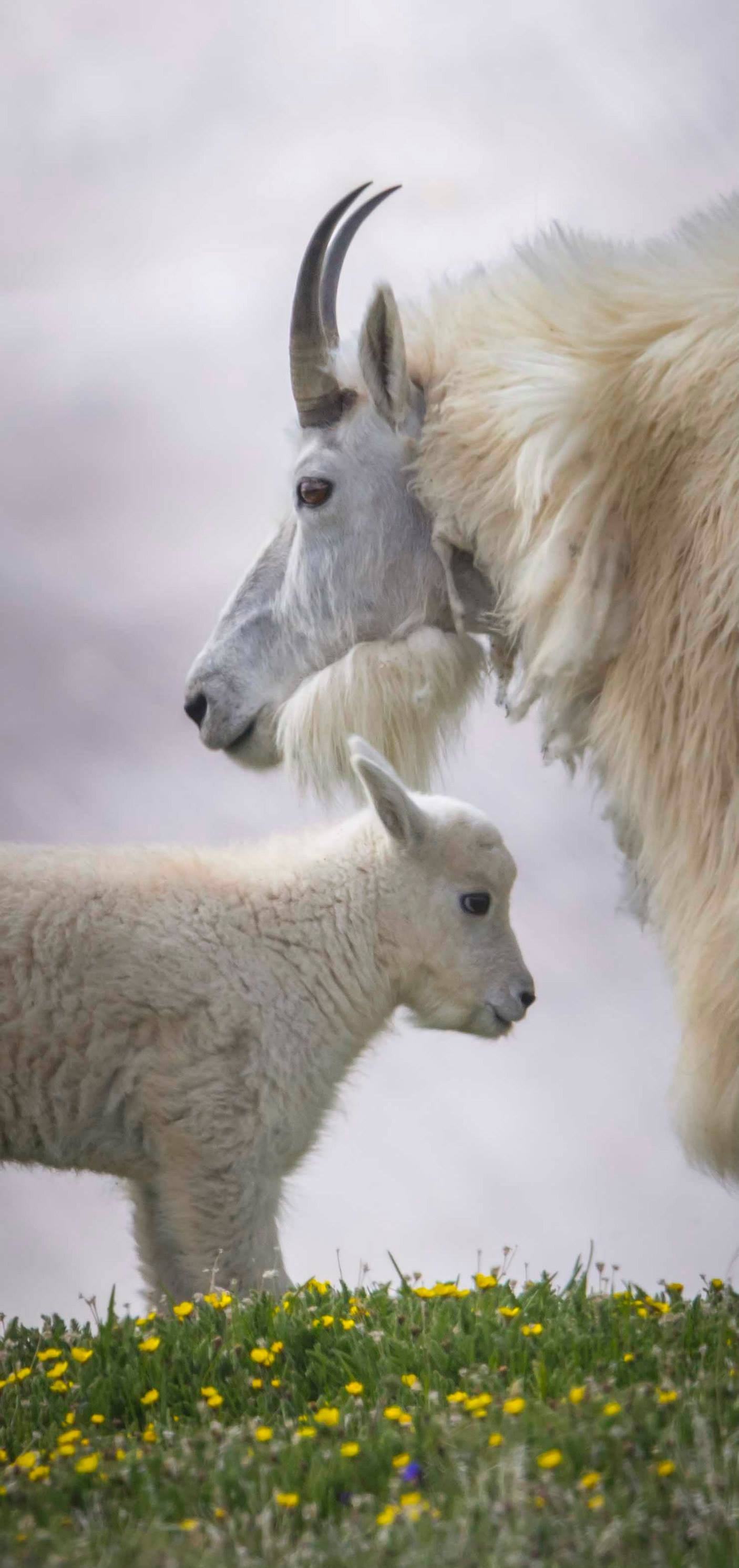 goat-6.jpeg