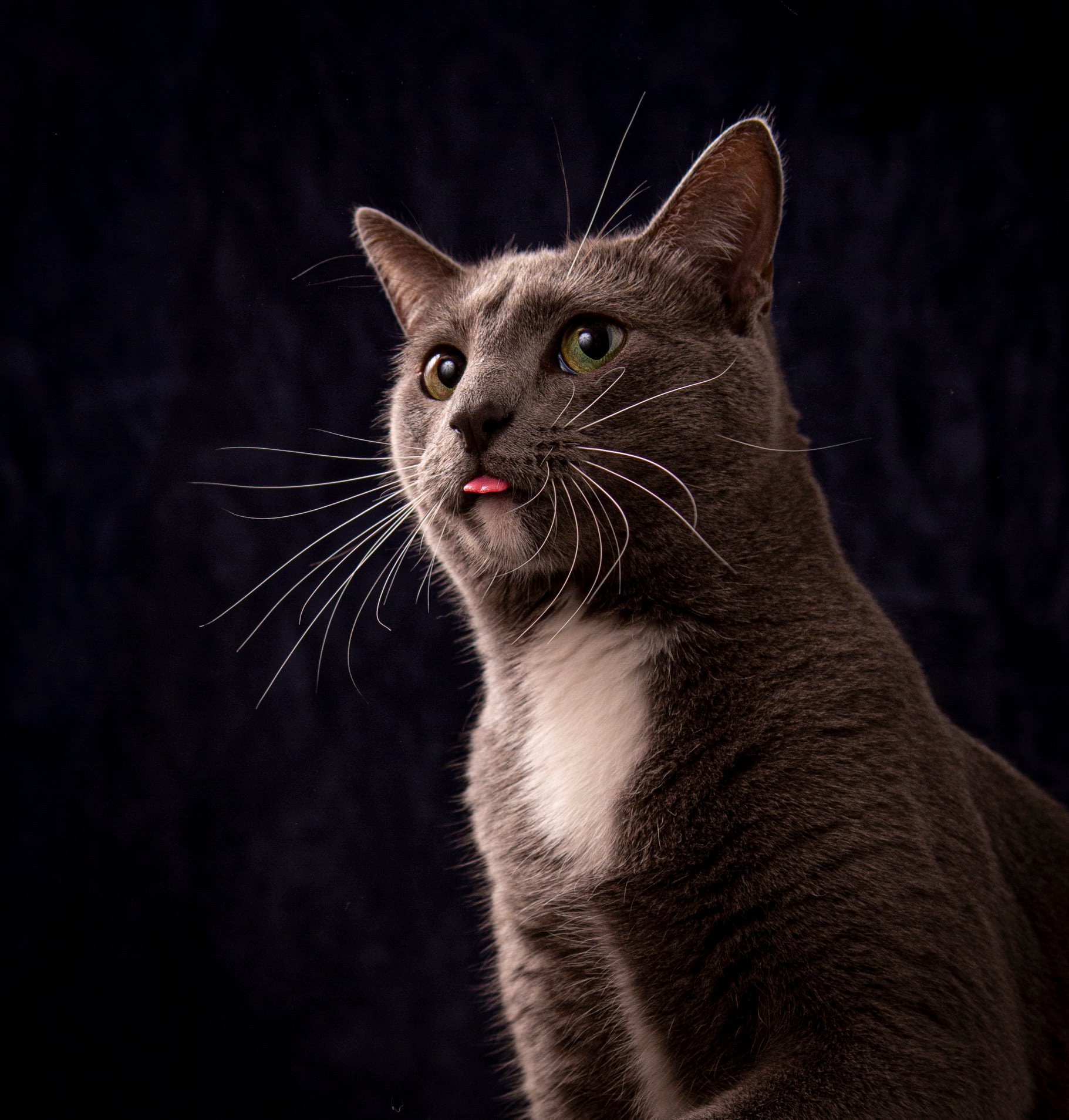 cat-4.jpeg