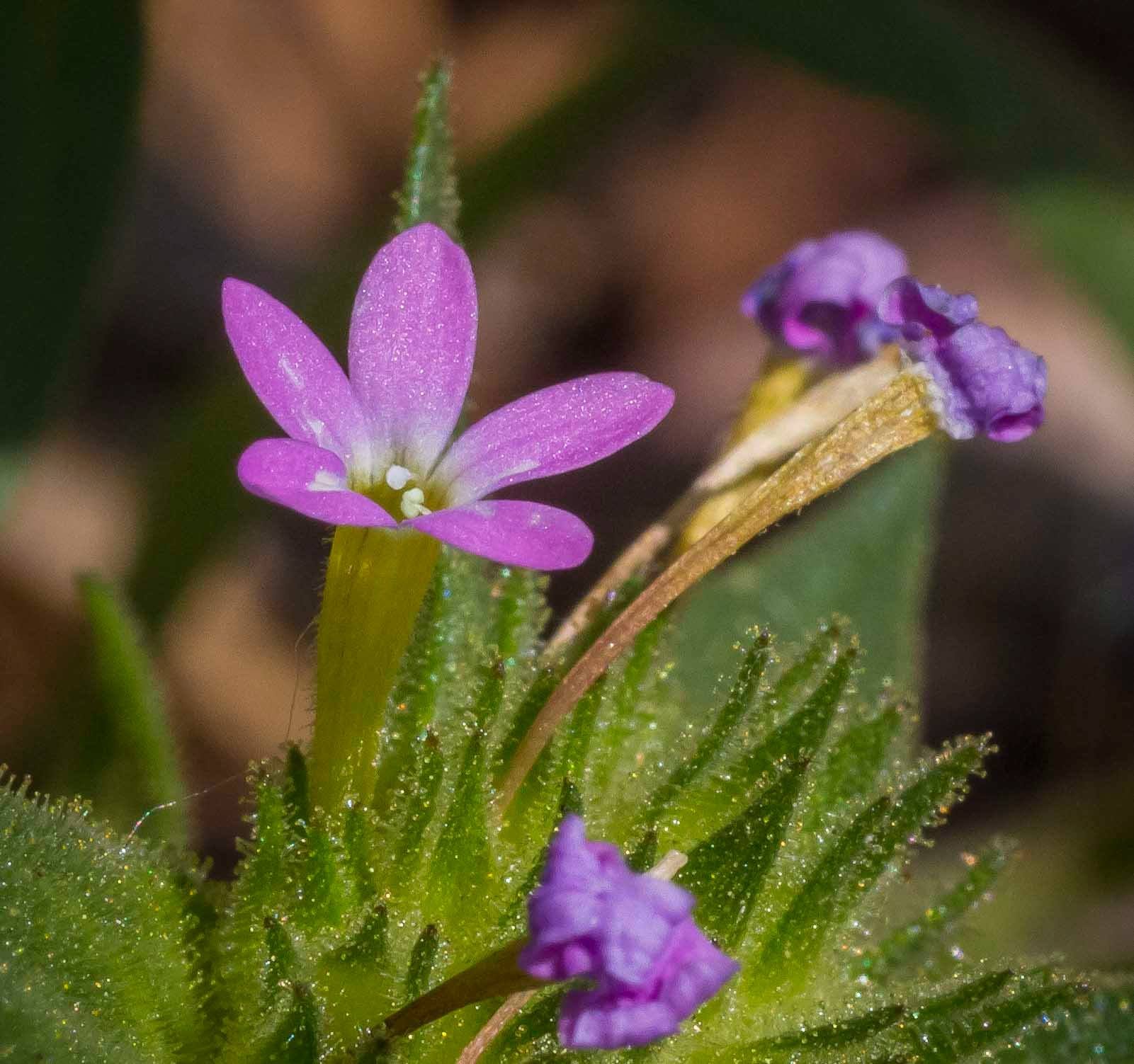 macro-9.jpeg