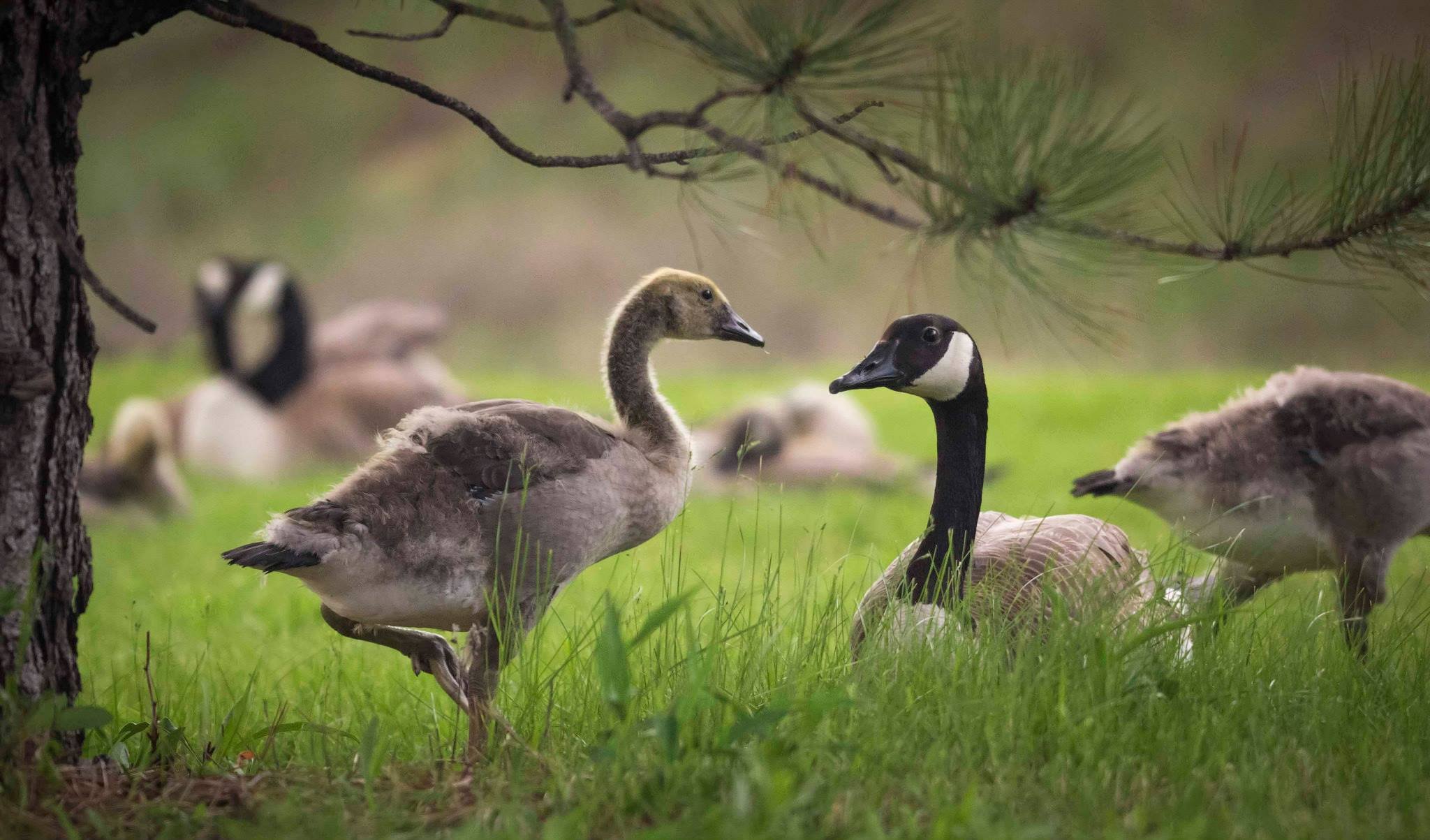 geese.jpeg