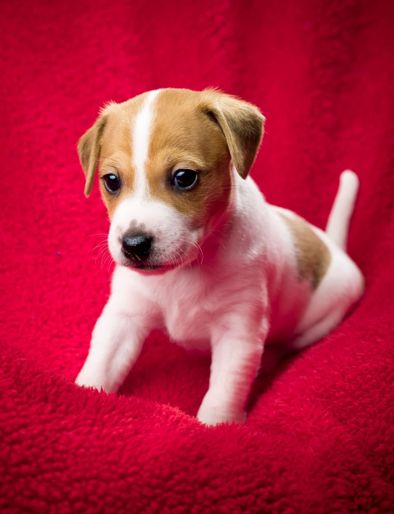 puppy-1.jpeg
