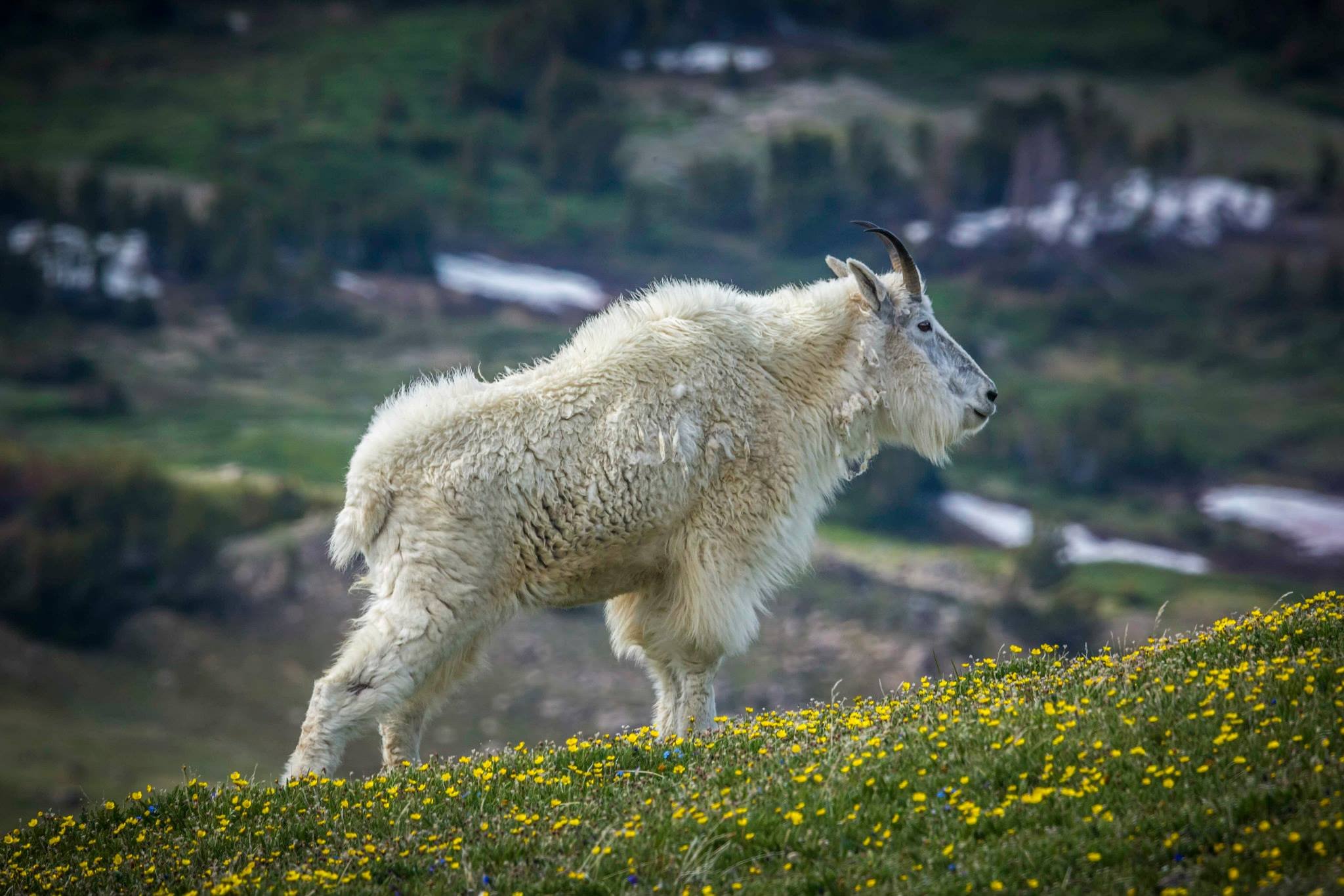 goat-1.jpeg