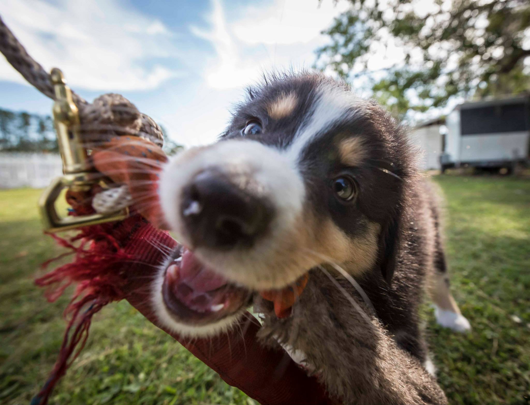 puppy-3.jpeg