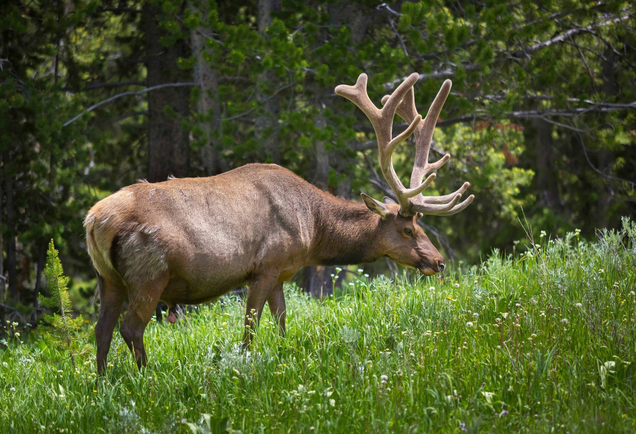 elk.jpeg