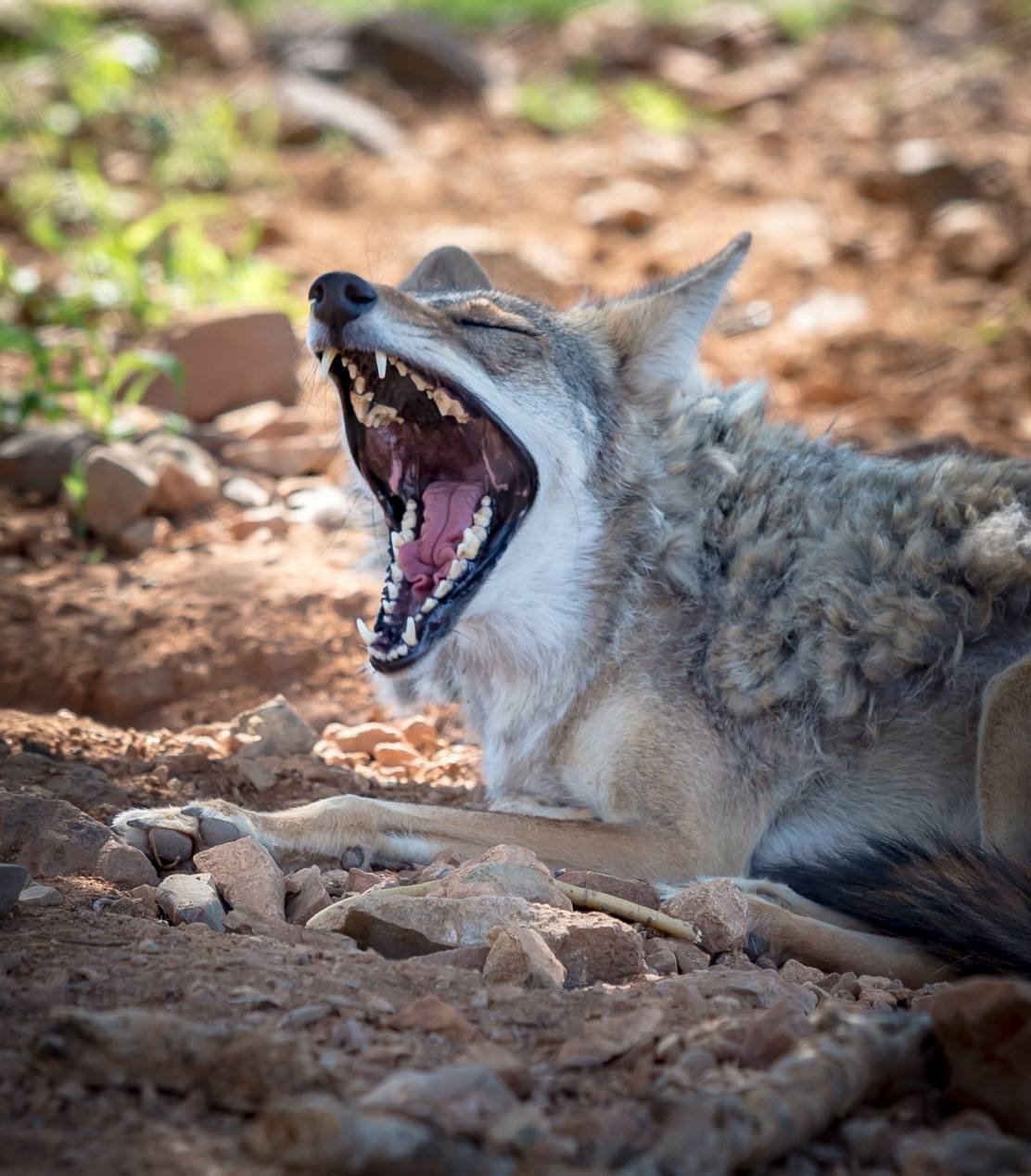 wolf-1.jpeg