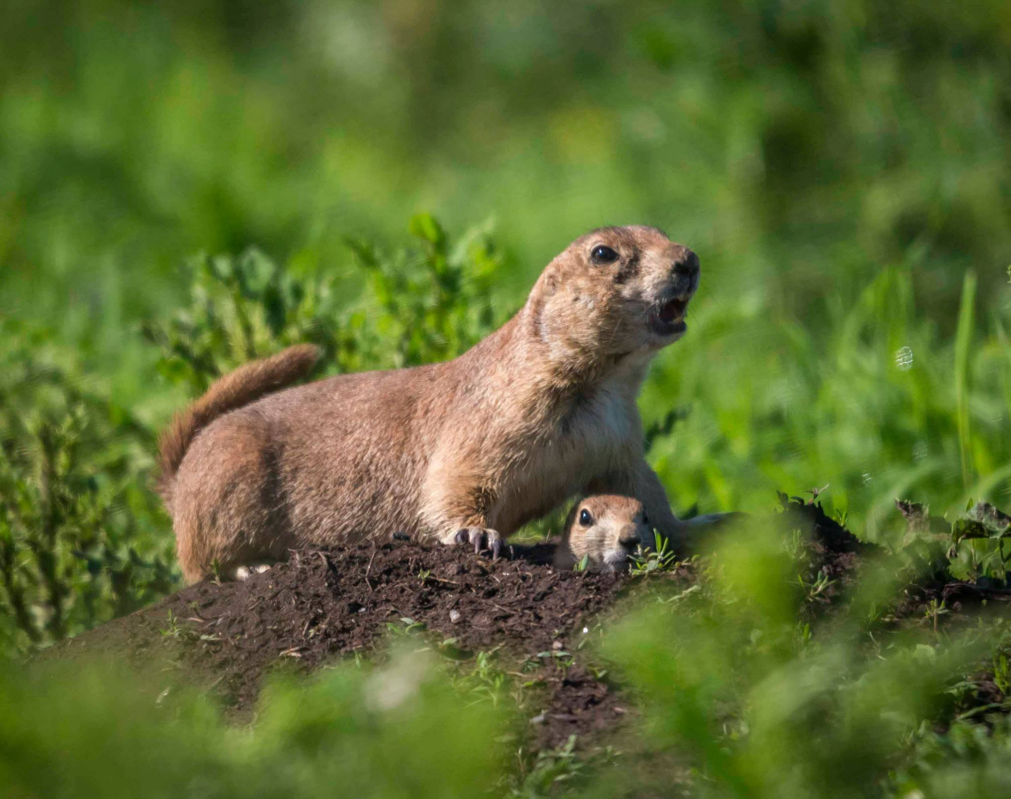 groundhog.jpeg