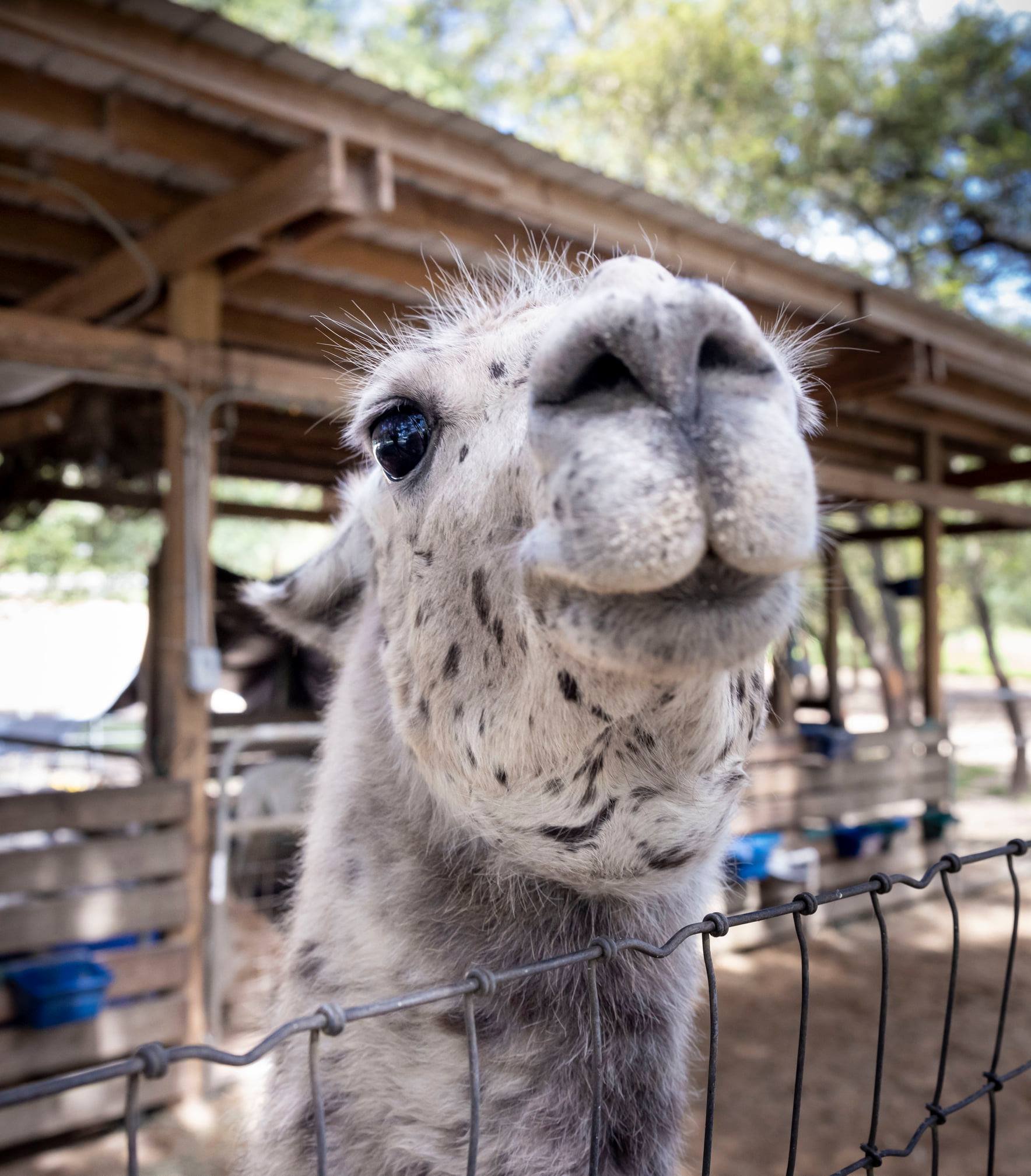 llama-2.jpeg