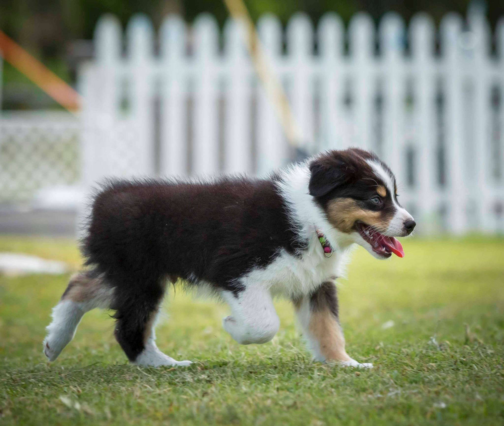 puppy-5.jpeg