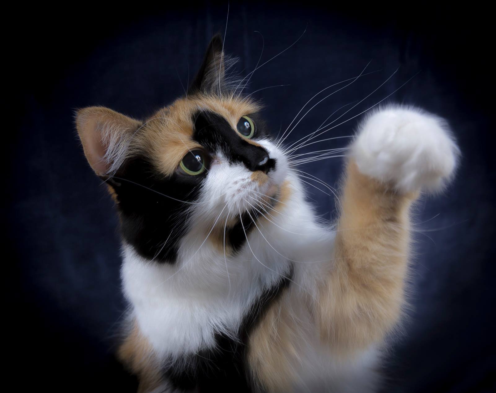 cat-8.jpeg