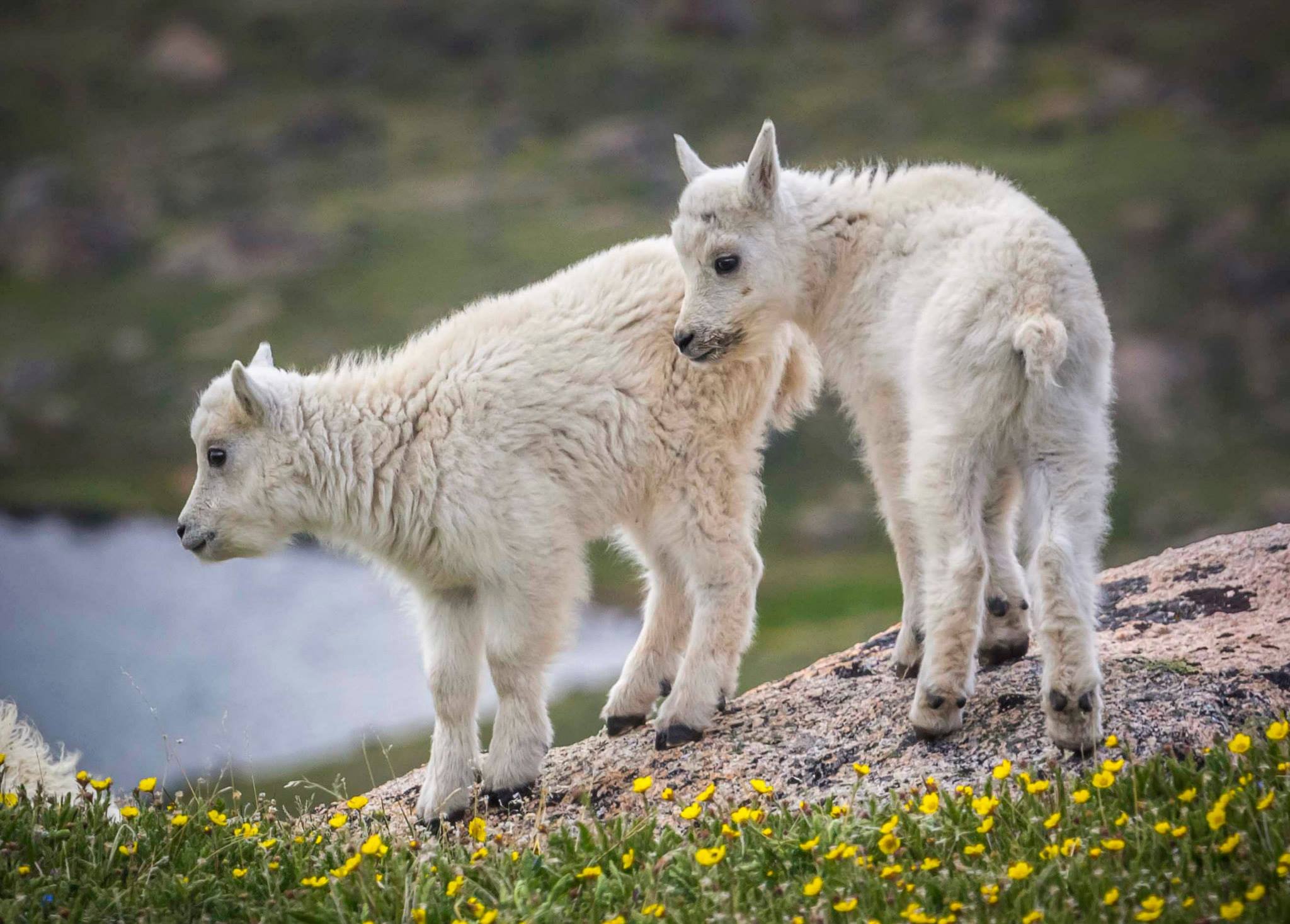 goat-4.jpeg