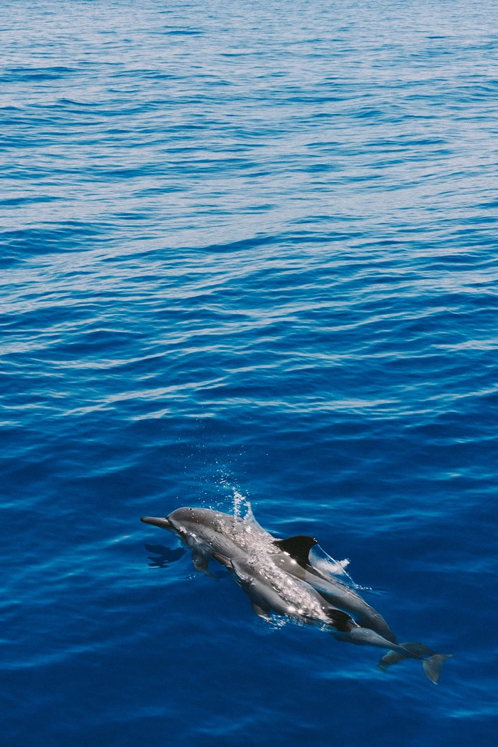 Spinner dolphins off the coast of Maui on Sail Trilogy by Daeja Fallas for Travel and Leisure