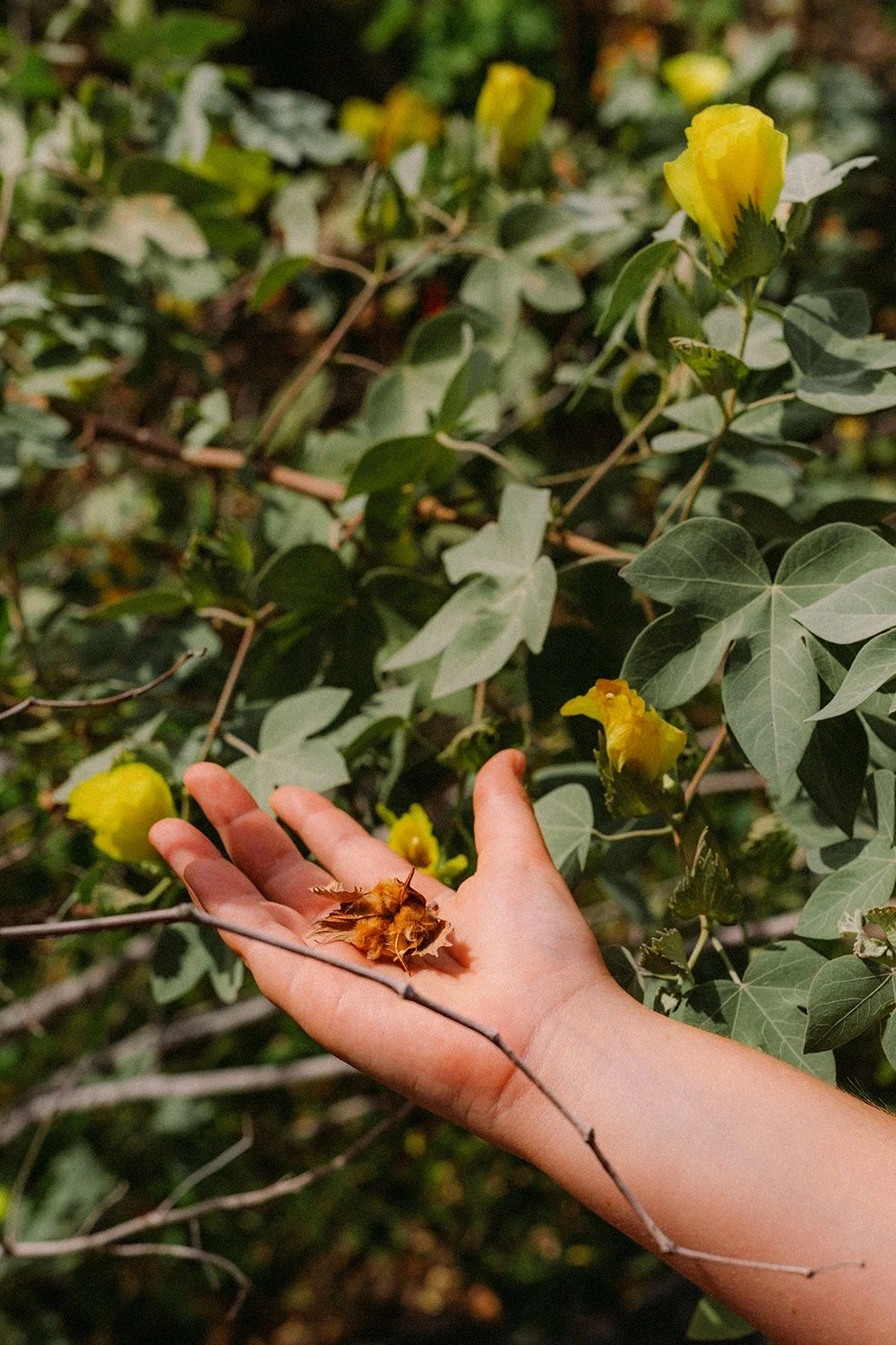 Native Hawaiian Cotton at Kipula Oluwalu held in a childs hand , Maui, Hawaii by Daeja Fallas for Travel and Leisure