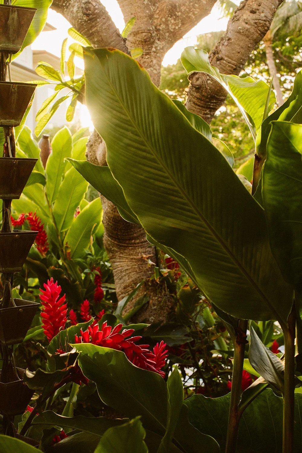 Tropical red ginger flowers and banana leaves in morning light, Maui Hawaii. Photography by Daeja Fallas for Travel + Leisure.