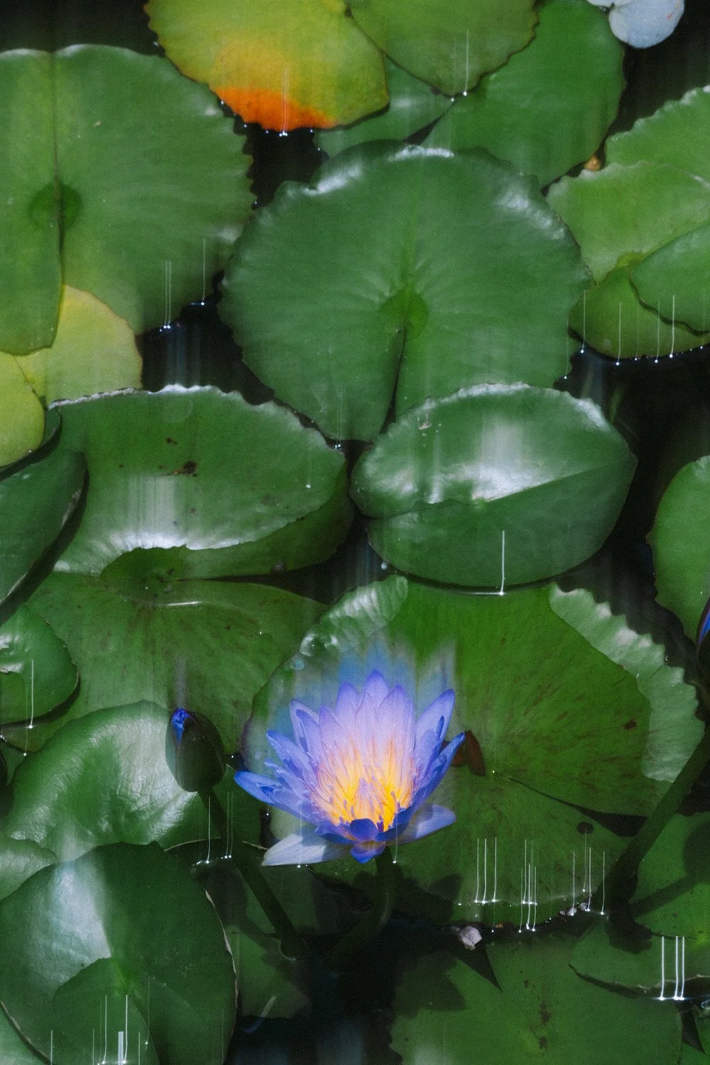 Water lilly abstract photo Maui, Hawaii by Daeja Fallas for Travel and Leisure