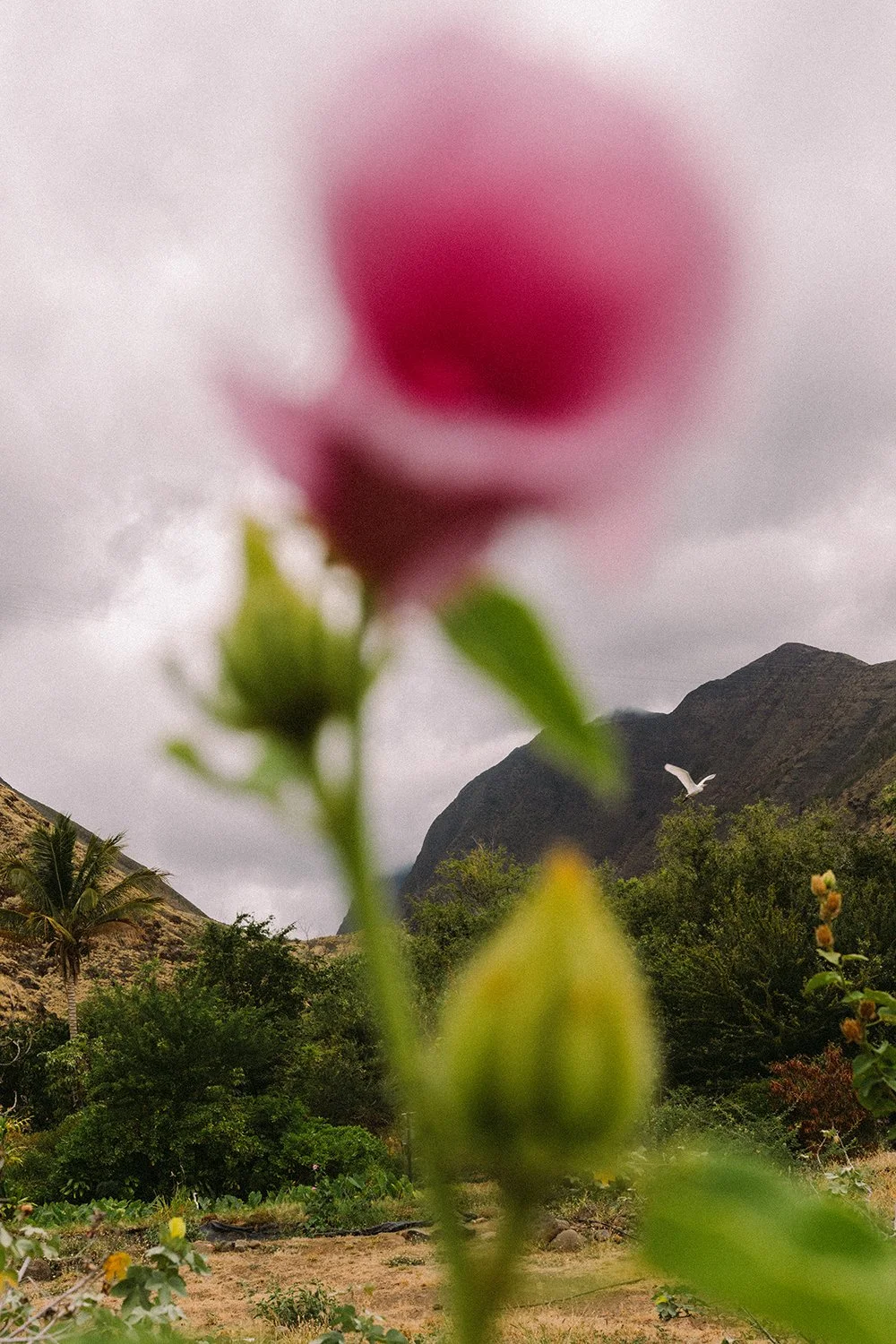 a flower grows at Kipuka Oluwalu, Maui, Hawaii image by Daeja Fallas for Travel and Leisure
