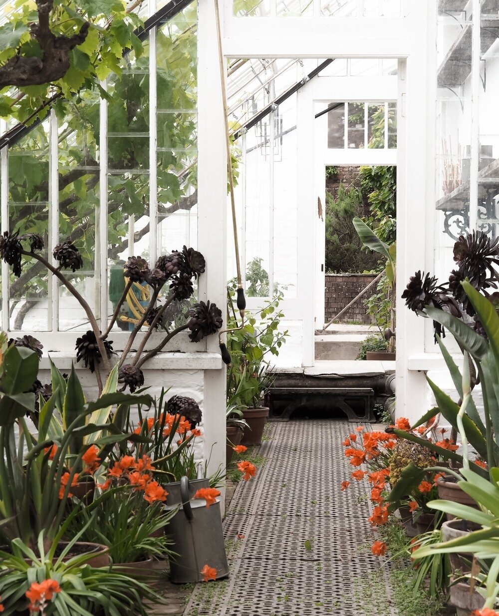 The beautiful walled garden greenhouses at Heligan Gardens, where we recently developed their new retail concept for the newly extended 460sqm space. Images coming soon.⁠
⁠
Image credit: Unknown