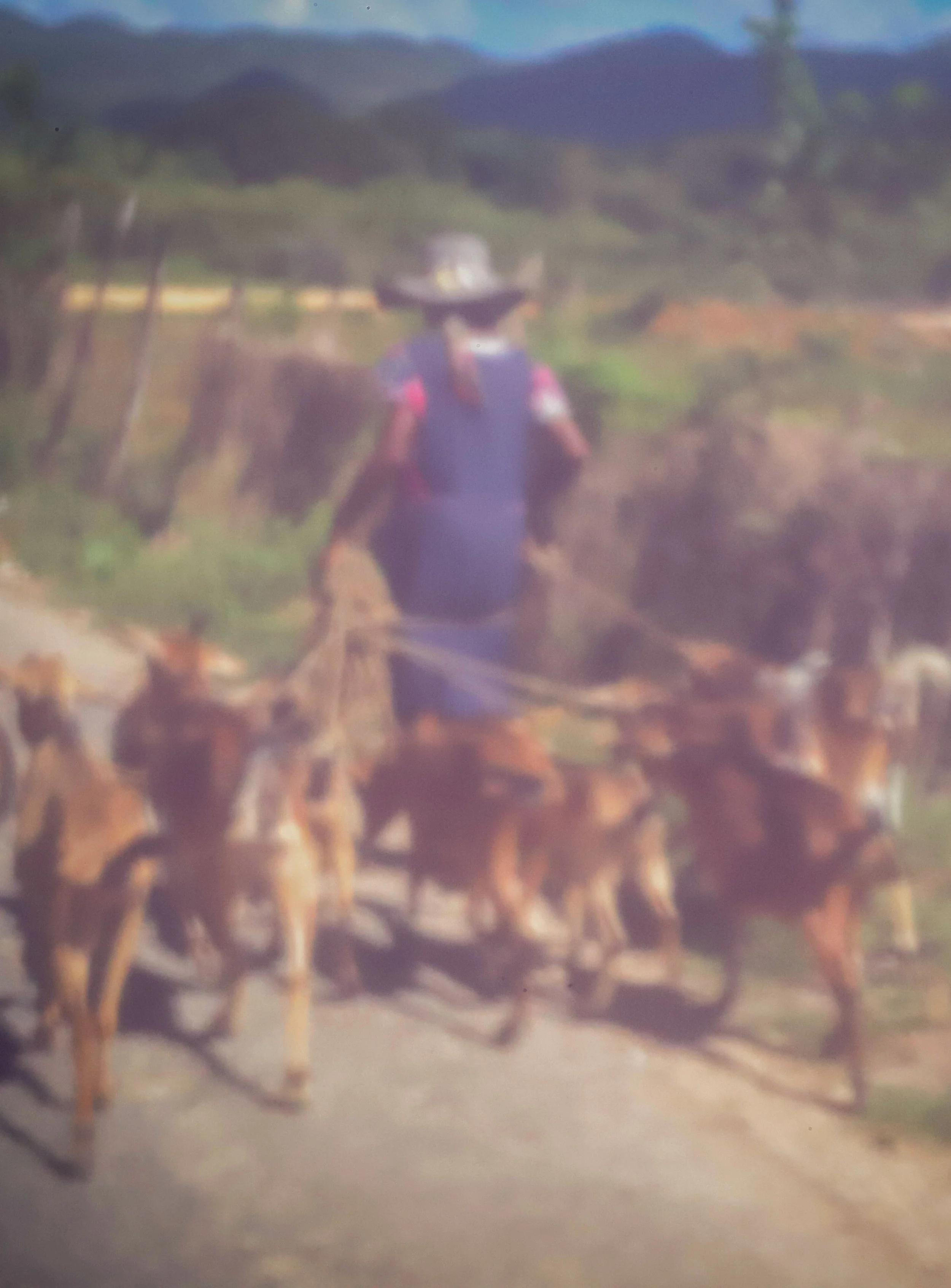 The Herd.jpg
