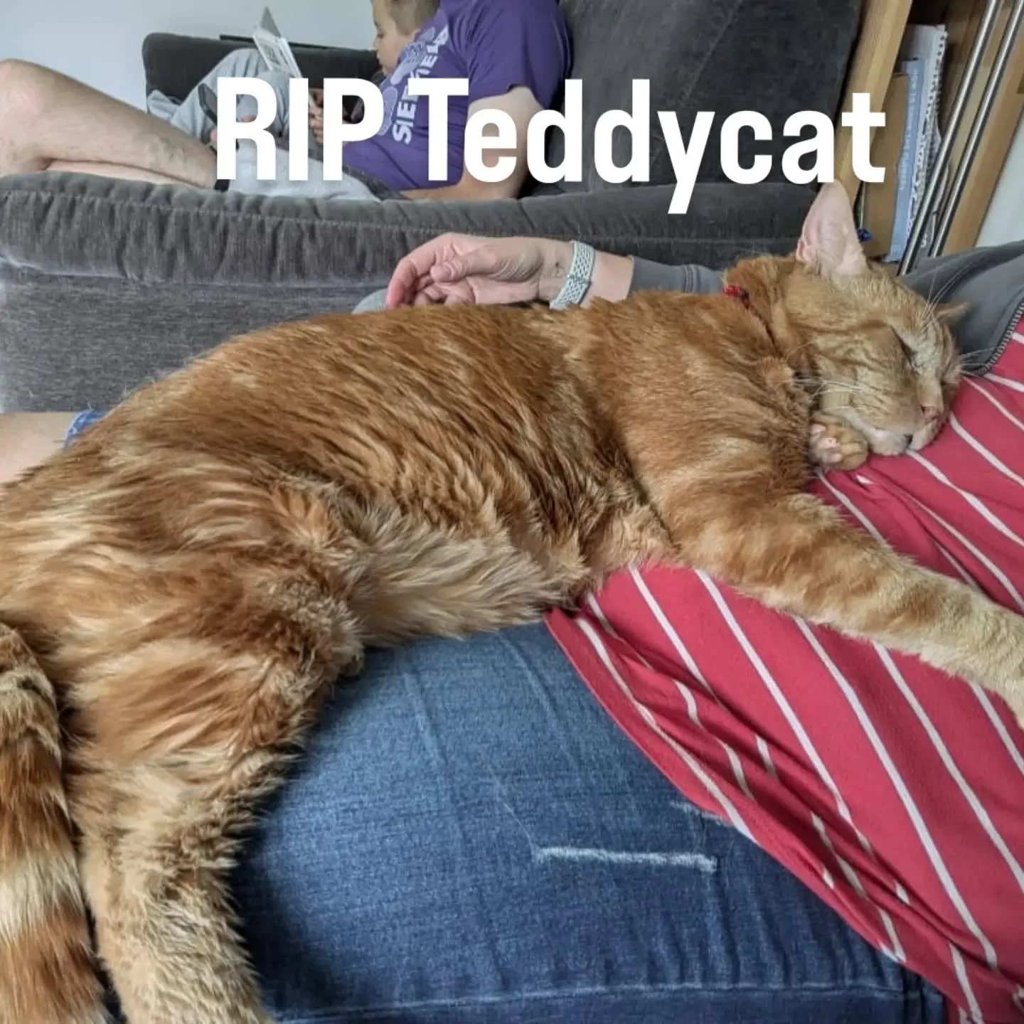 Tonight we said goodbye to our fur baby Teddy, he was such a special cat, we had him less than 13 months and he was adored by us intensely while he was ours, only 5 years old and a short illness that deteriorated rapidly, being FIV+ definitely played