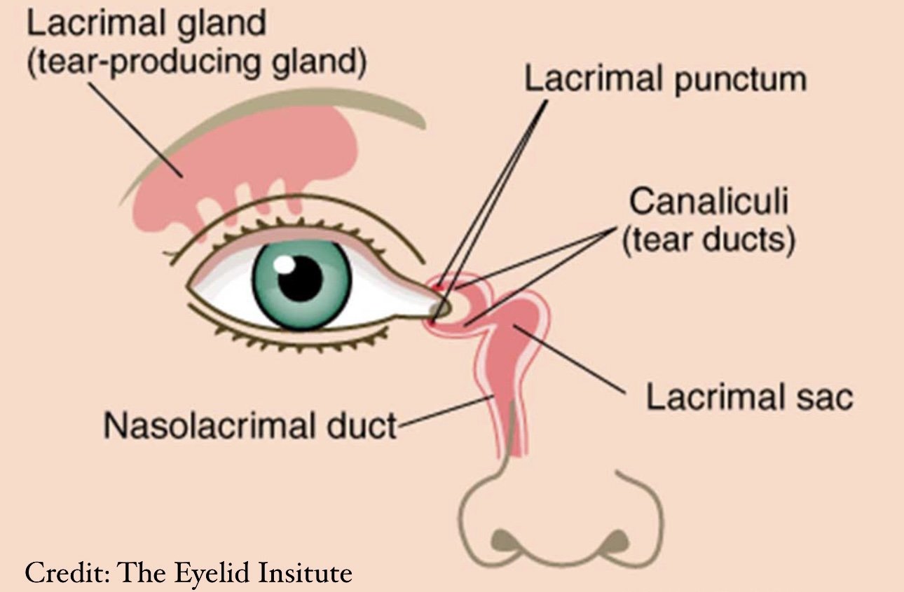 Сколько слезных каналов