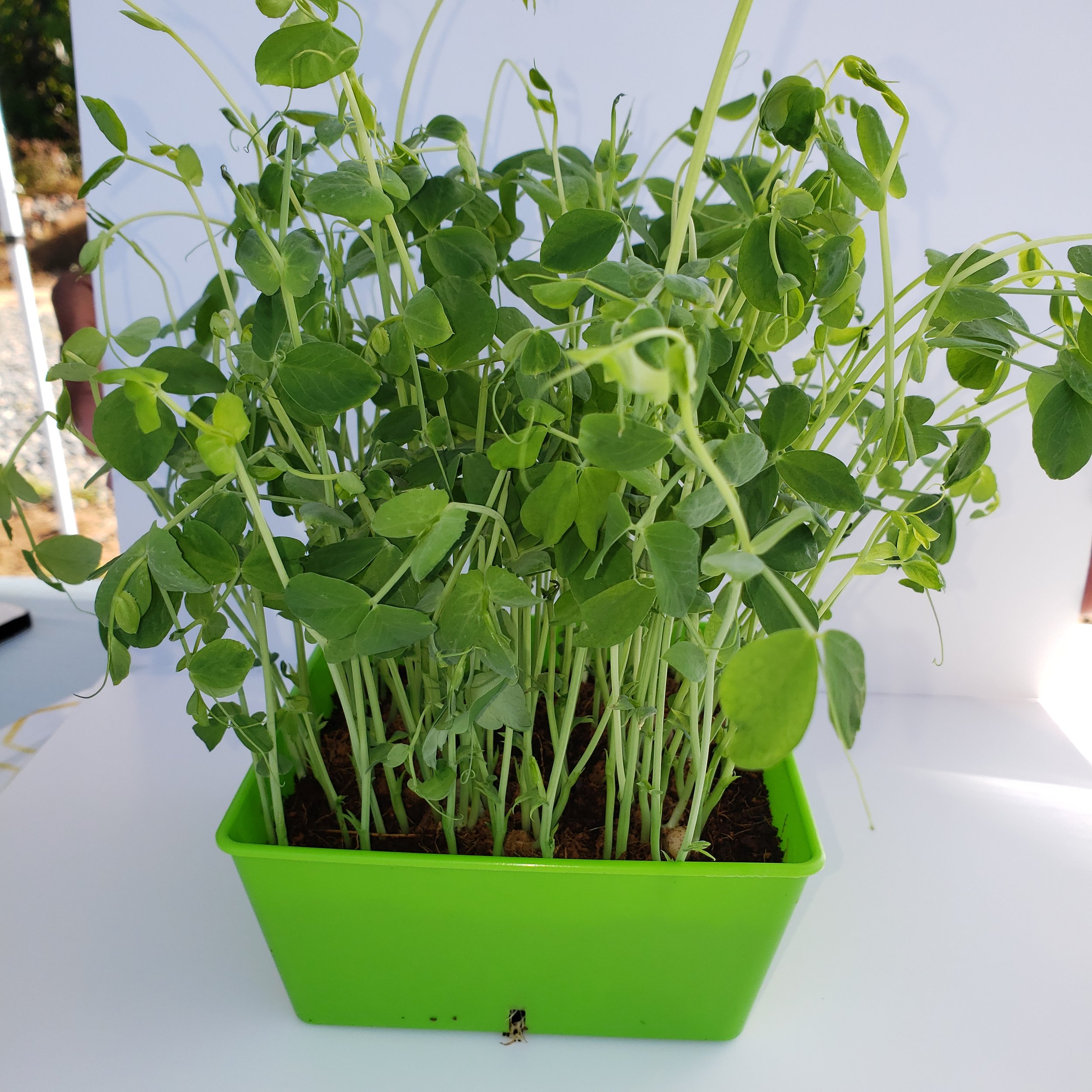PEA SHOOTS.jpg