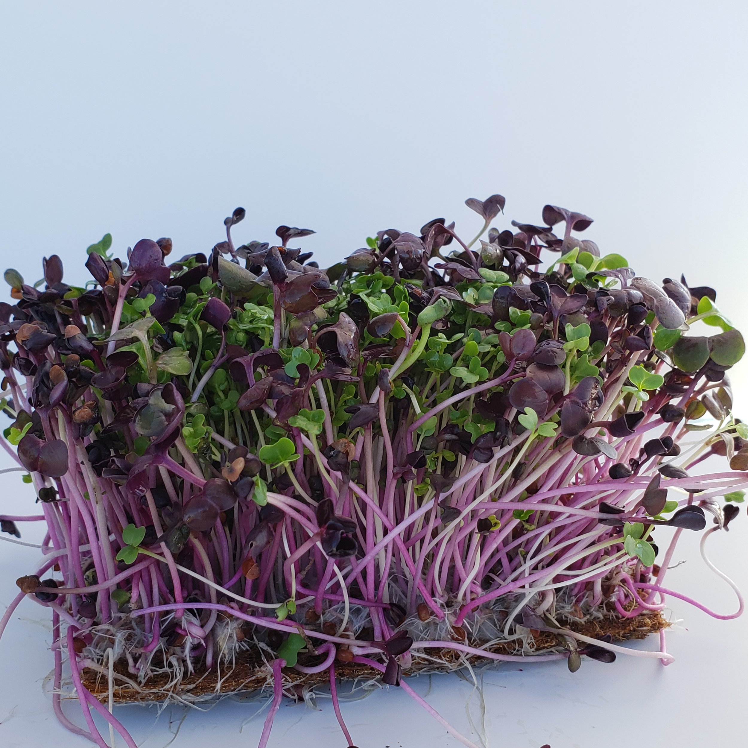 SPICE MIX RADISH,MUSTARD,CABBAGE & BROCOLI.jpg