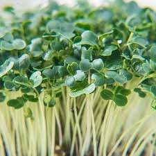 Carrot Microgreens