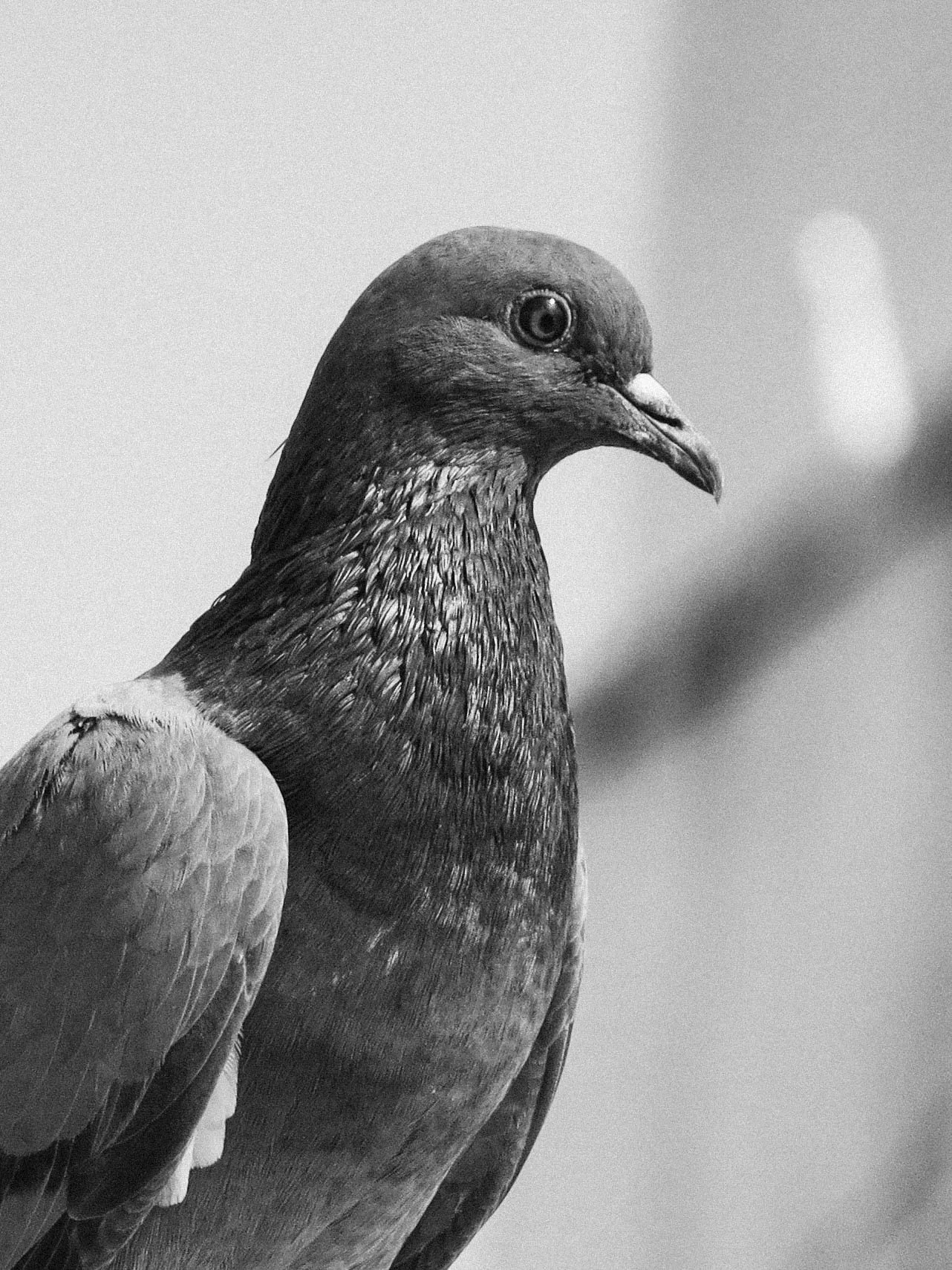 Pigeon Club — Toodle