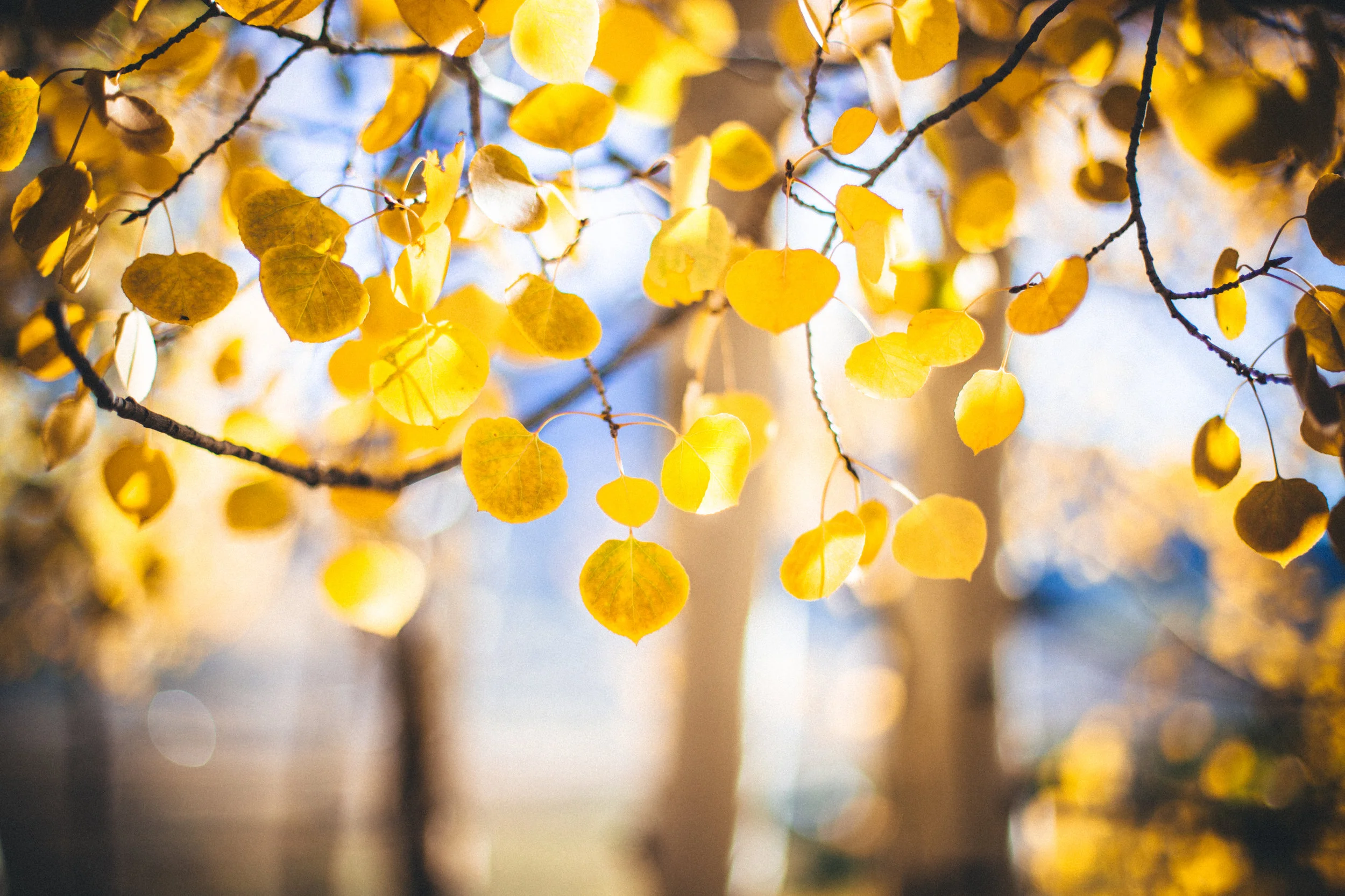 Nature_CB-26.jpg